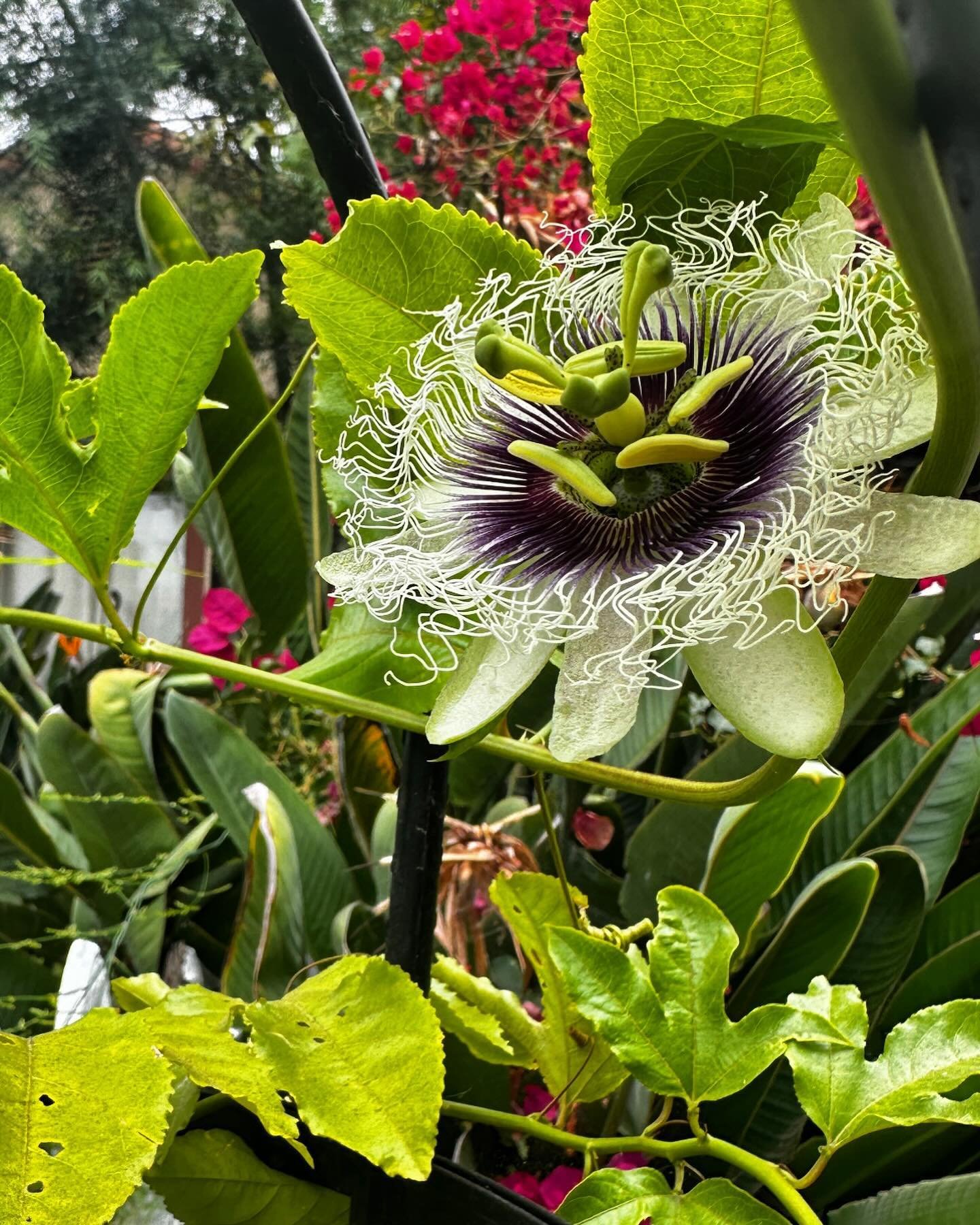 🌺