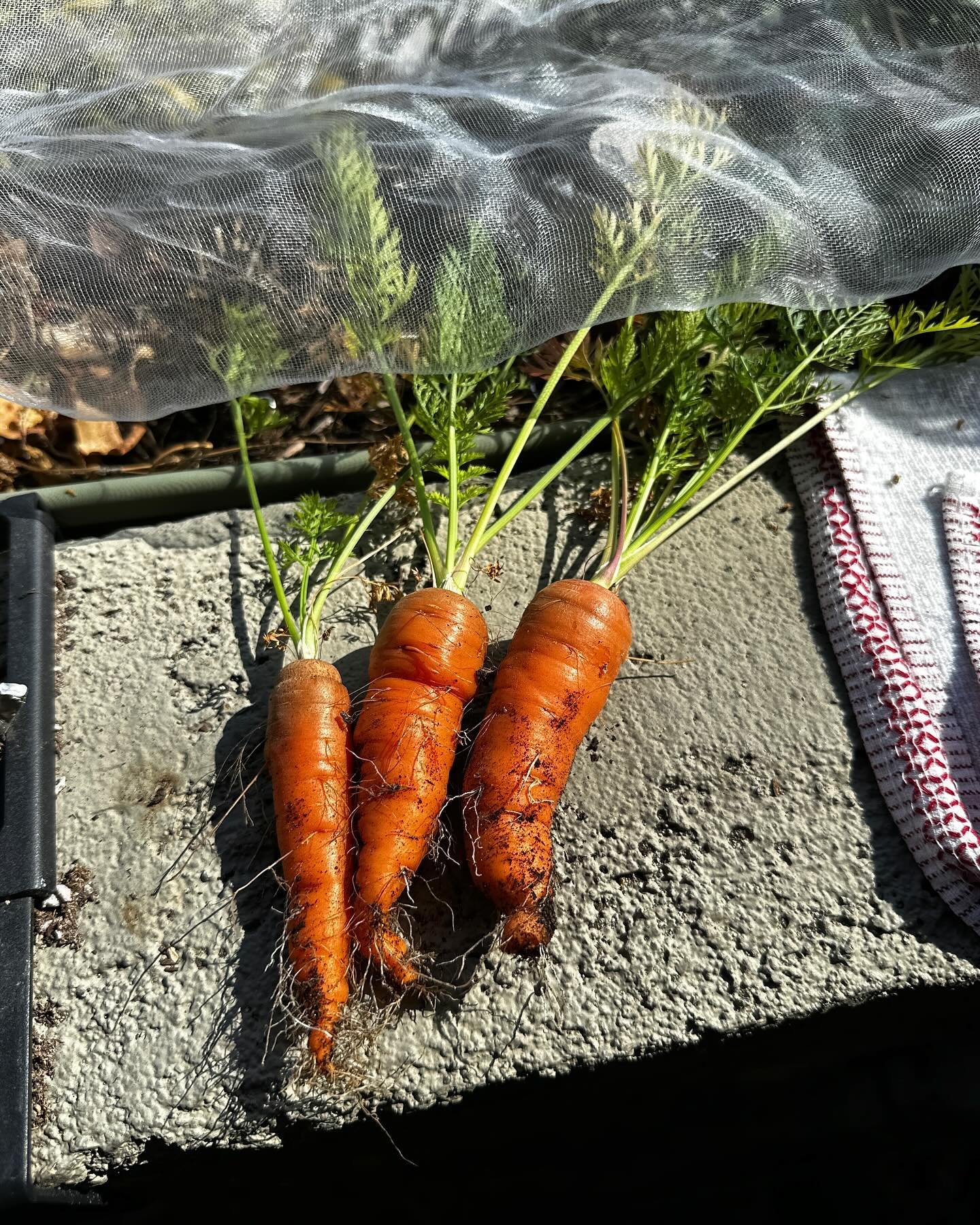 I absolutely cannot believe I grew these! I am in disbelief!! 🥕