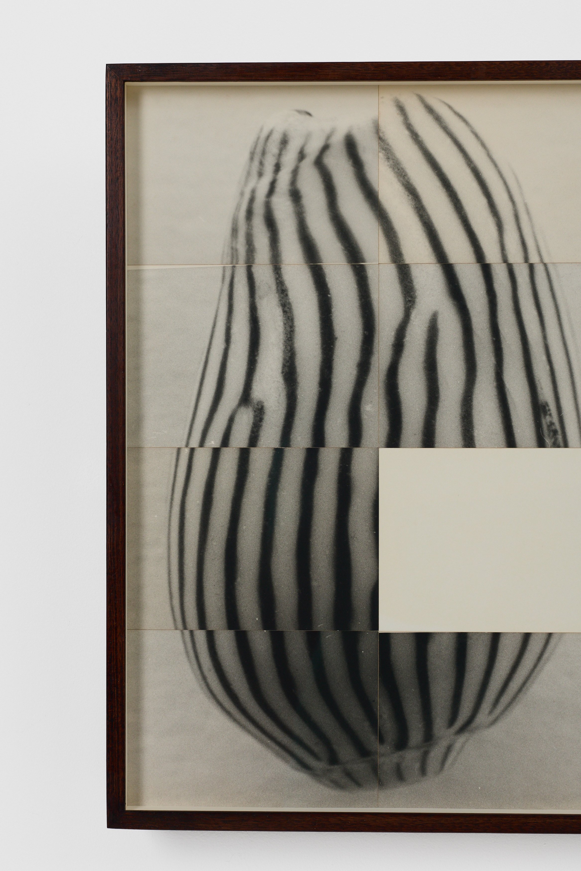 Amoria Zebra Twins-detail-1.jpg