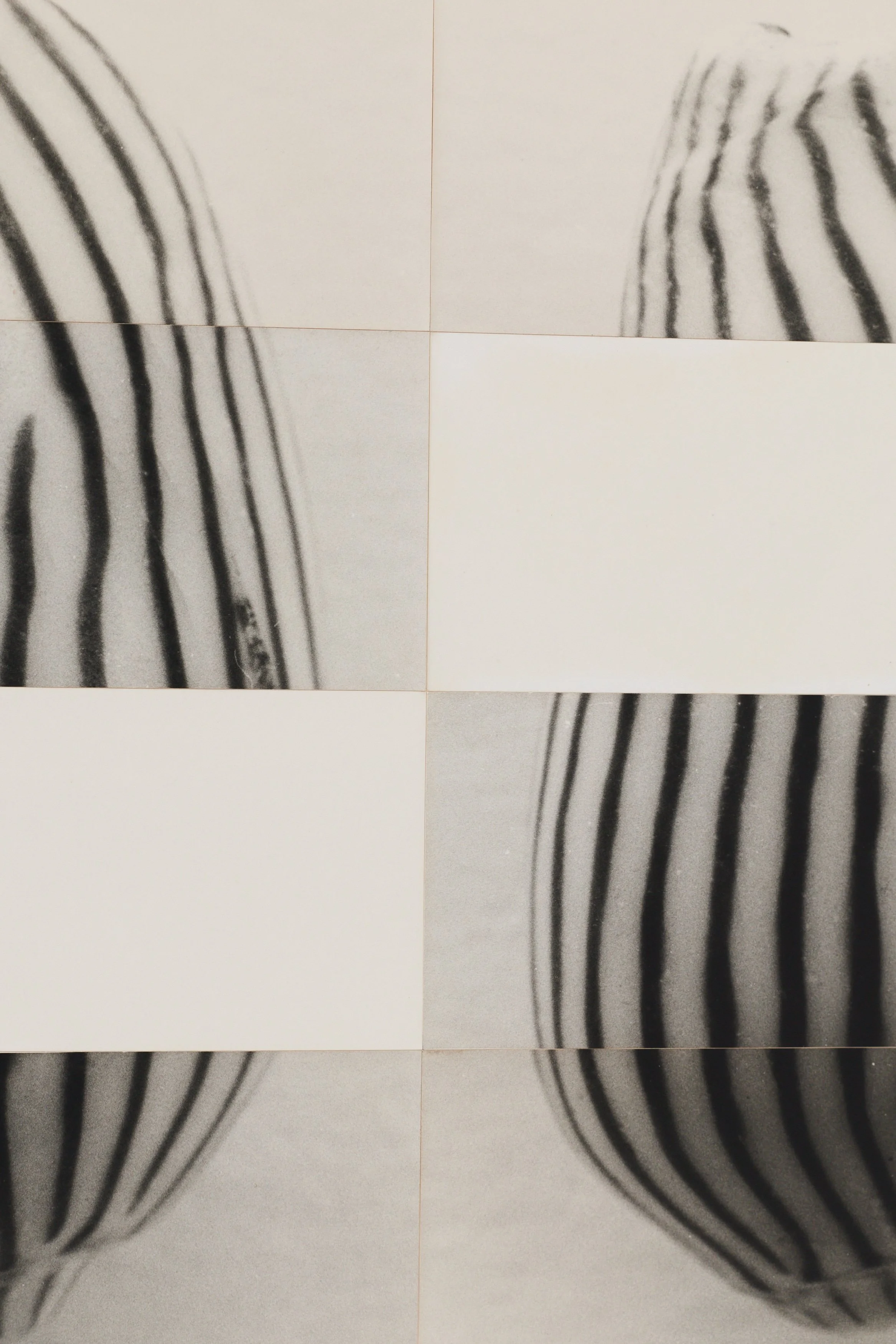 Amoria Zebra Twins - Detail 2.jpg
