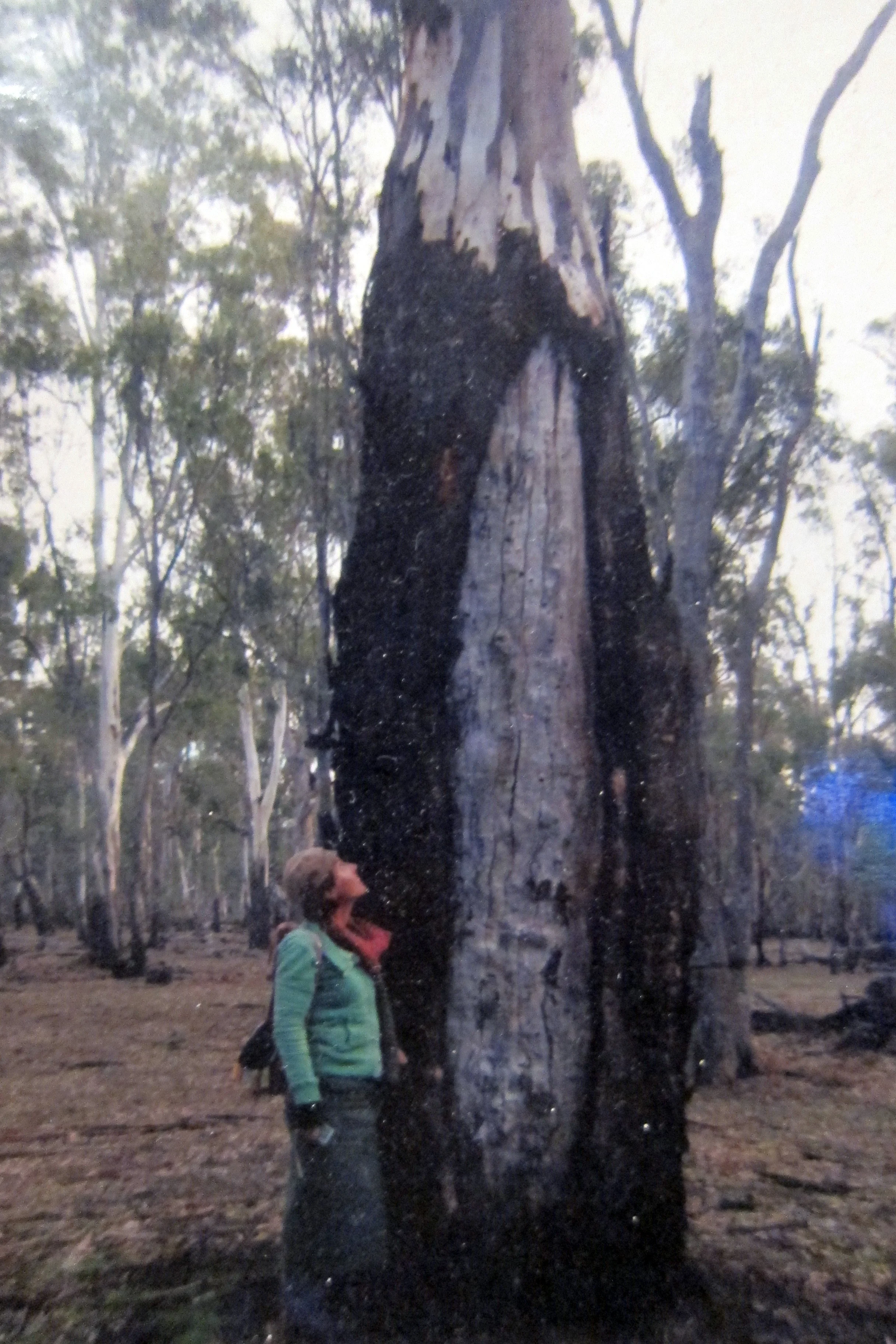 Barmah Canoe Tree.jpg