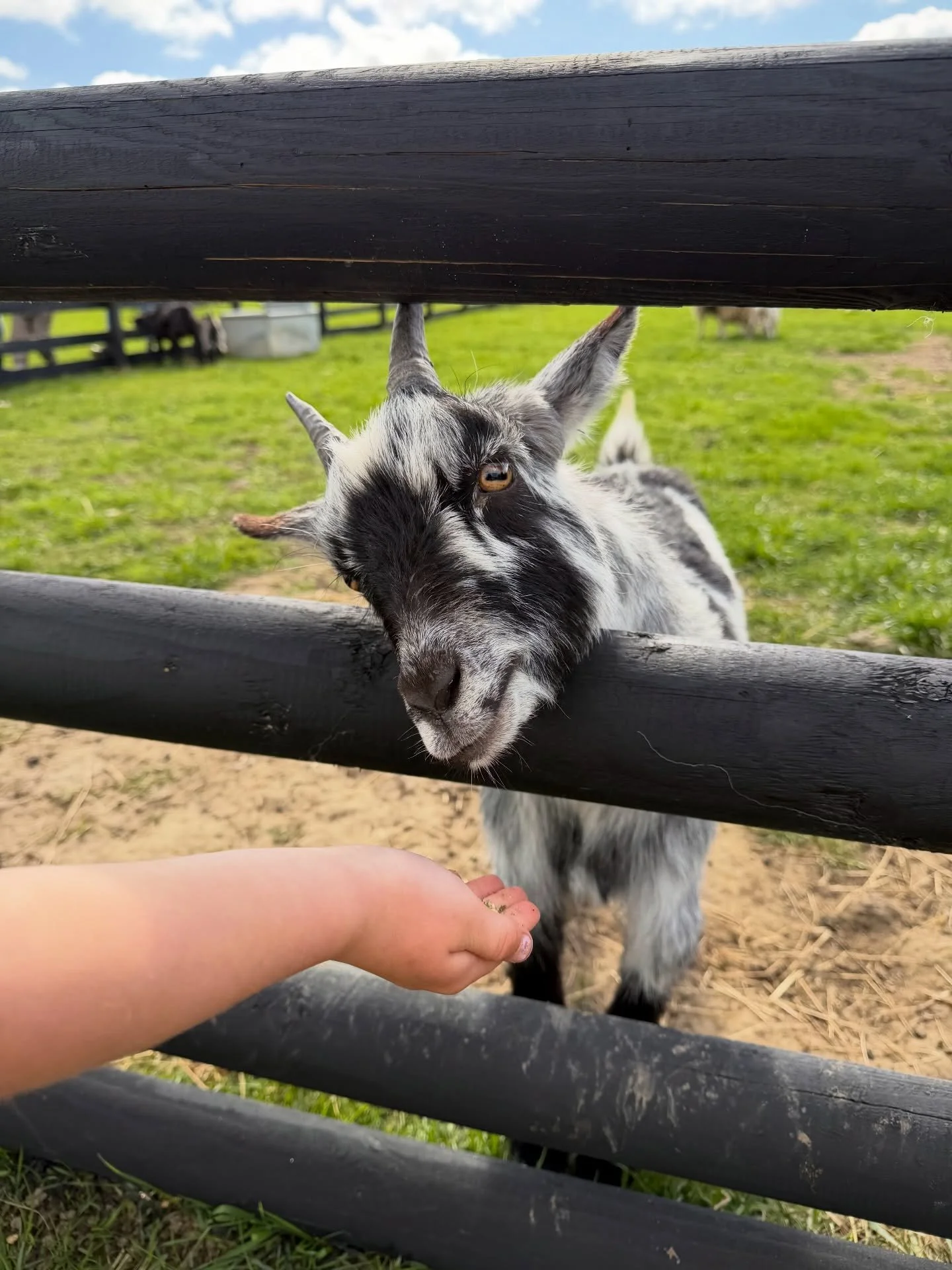 Happy Easter! 🐑💚🐐