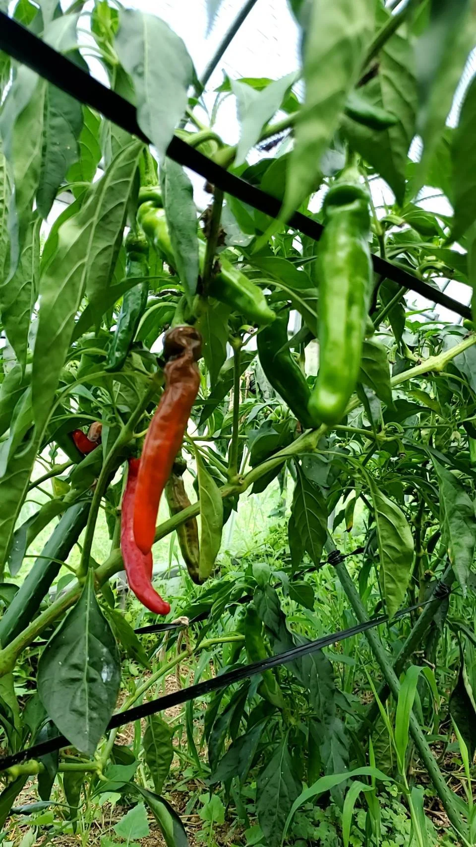 夏期休暇のお知らせ