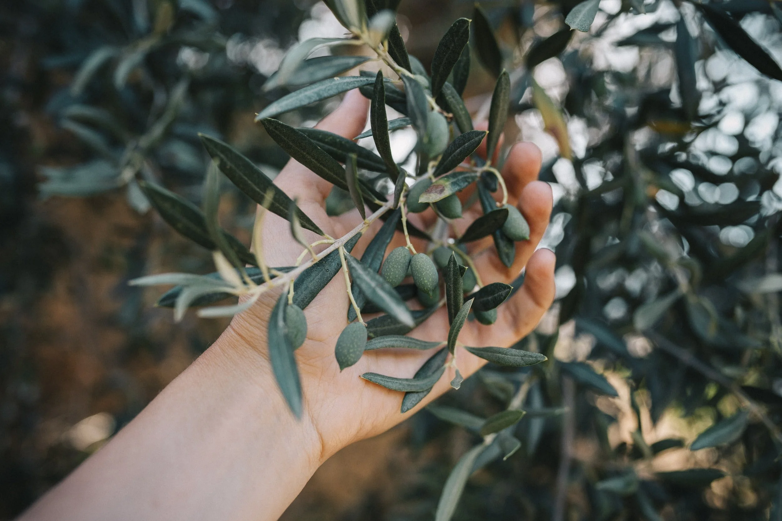 small batch olive oil organic