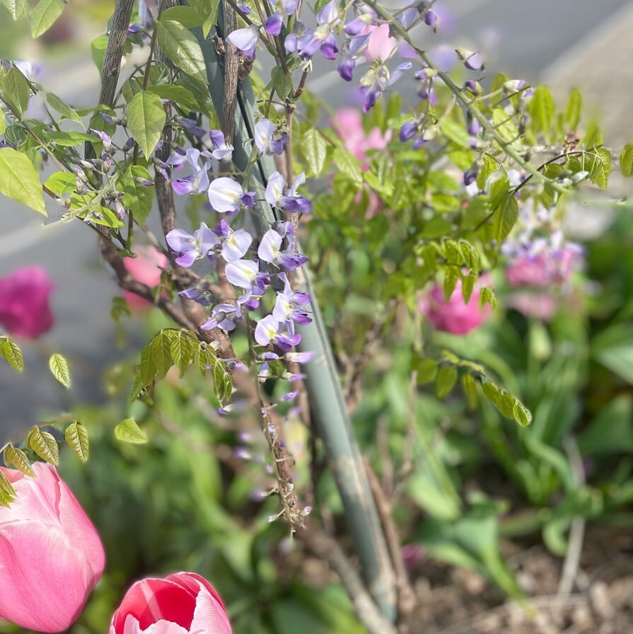 The Wisterias are all starting to bloom and we are loving your pictures! Thank you for sharing and tagging us 💜🌿 #wisteriahysteria #wisteriabeautique #wisteriabeautiquehook