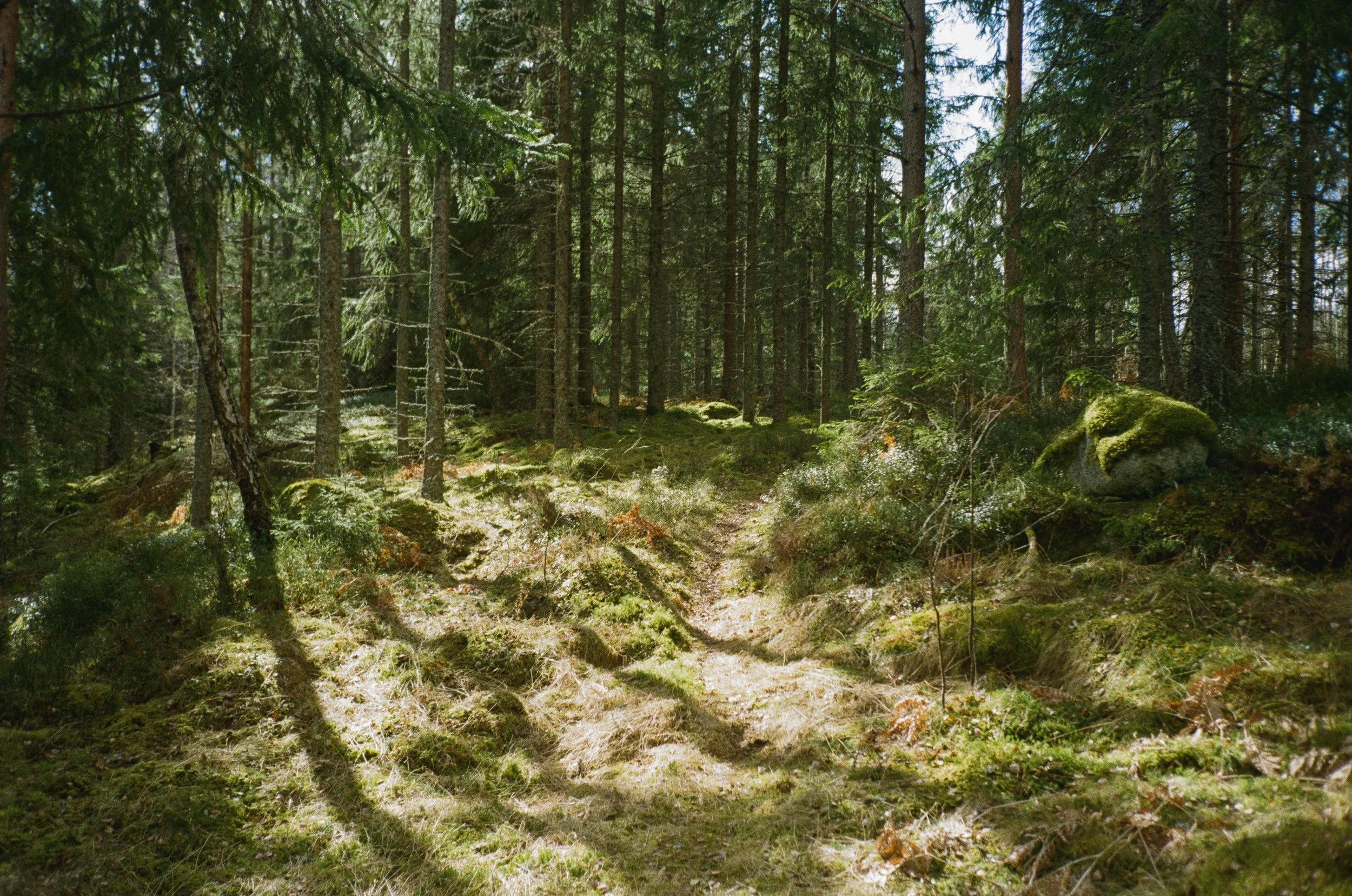 31790007.jpg