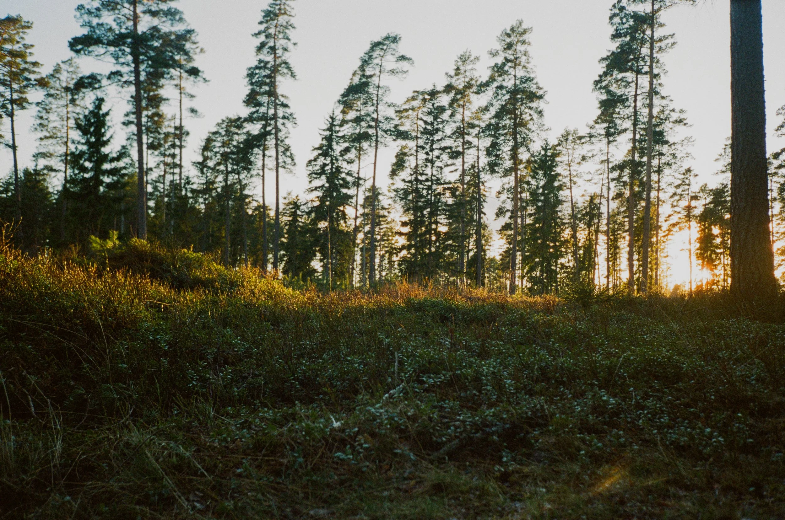 70740002.jpg