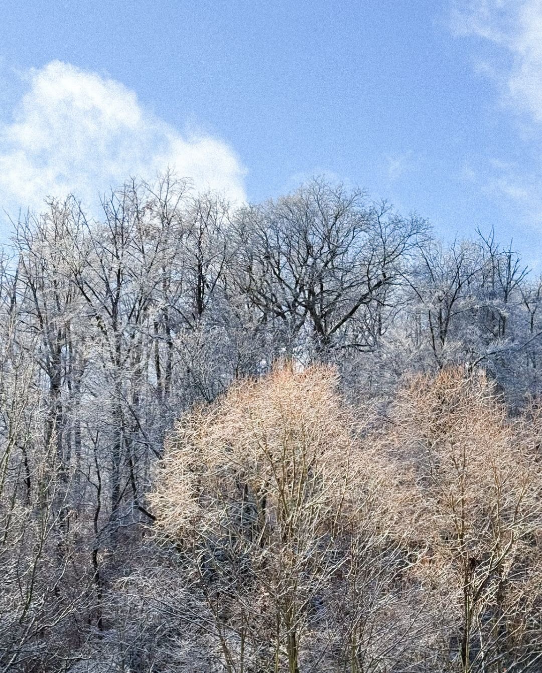 view from my window this January 😍

#slowliving #windowview #januarymood #gratefulheart #naturelover #mindfullife #seekthesimplicity #fridayfun #homesweethome #photogram #gratefulforthislife