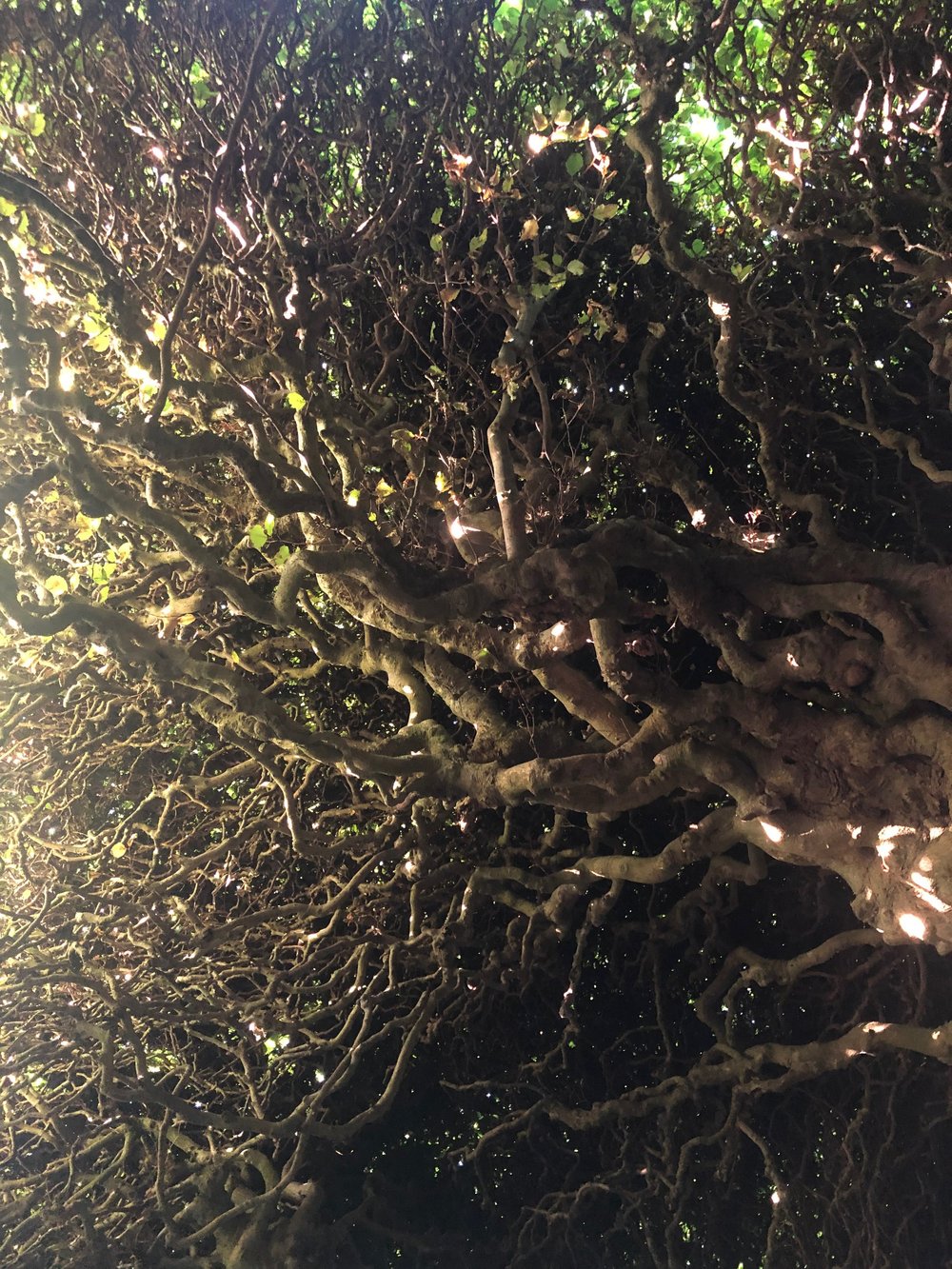 Historic trees at Levens Hall Gardens
