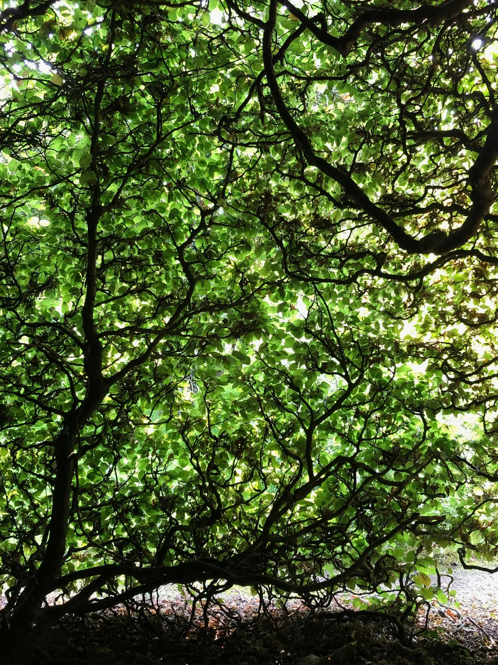 The Great Beech Hedge at Levens Hall, British Gardens