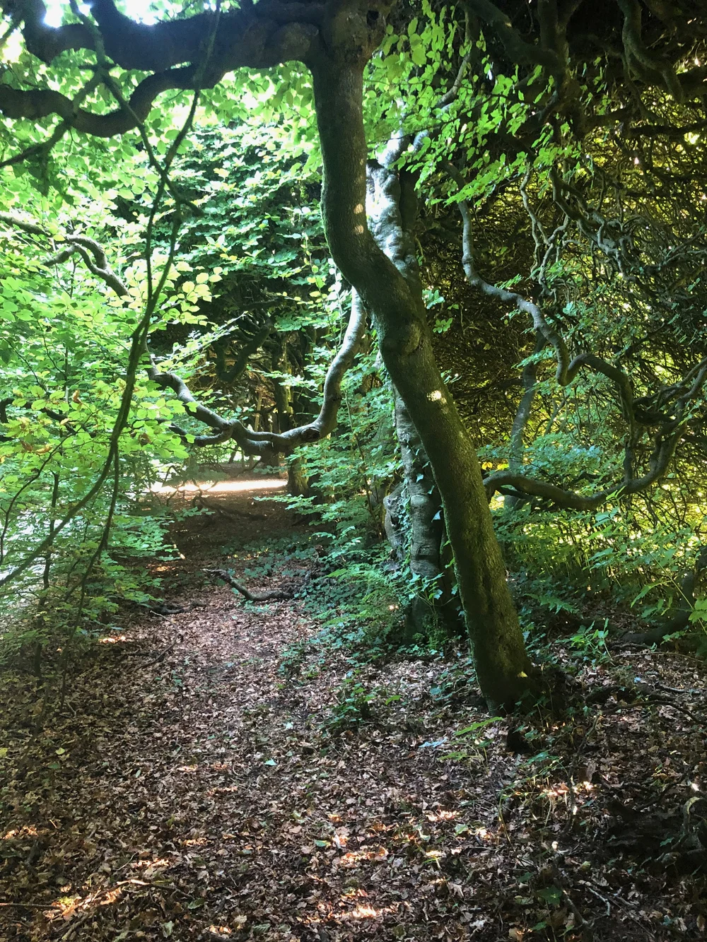 Magical beech old trees at Levens Hall