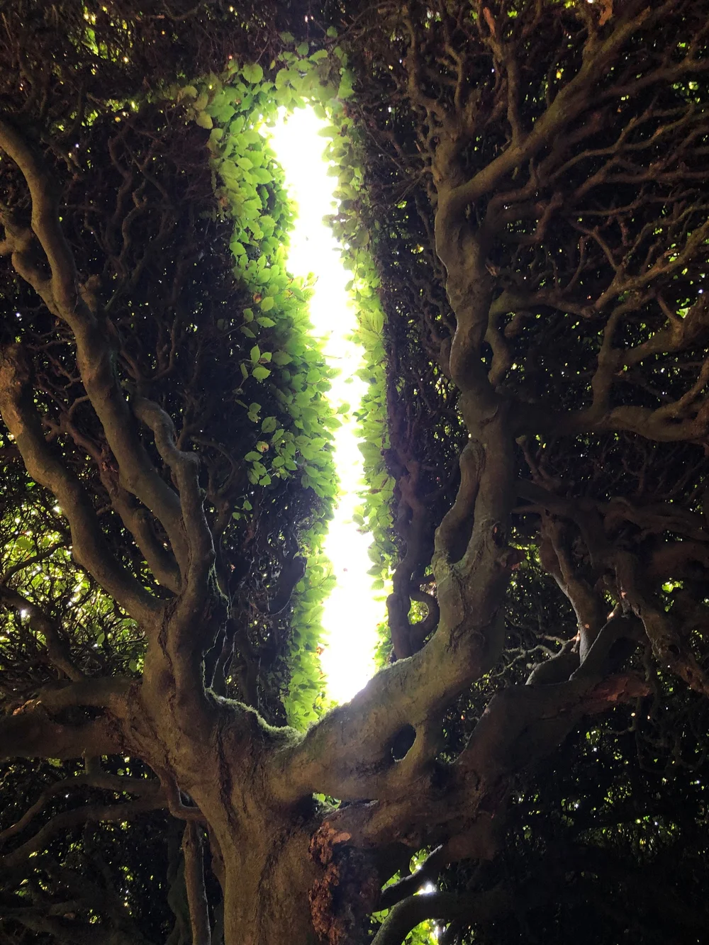 Garden design by Guillaume Beaumont, 17th century