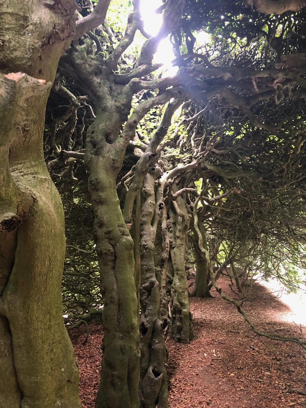 The Great Beech Hedge at Levens Hall, Lake District, Cumbria