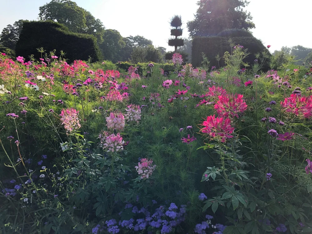 Summer planting at Levens Hall, Cumbria