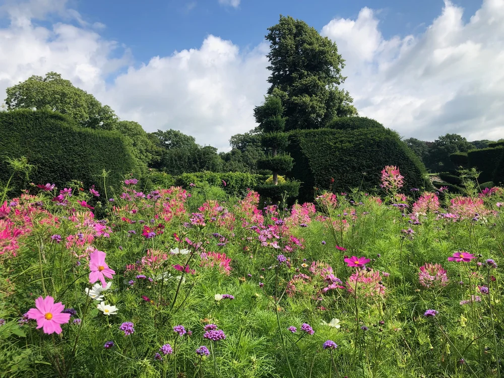 cosmos, salvia, nicotiana, verbena, ageratum and cleome