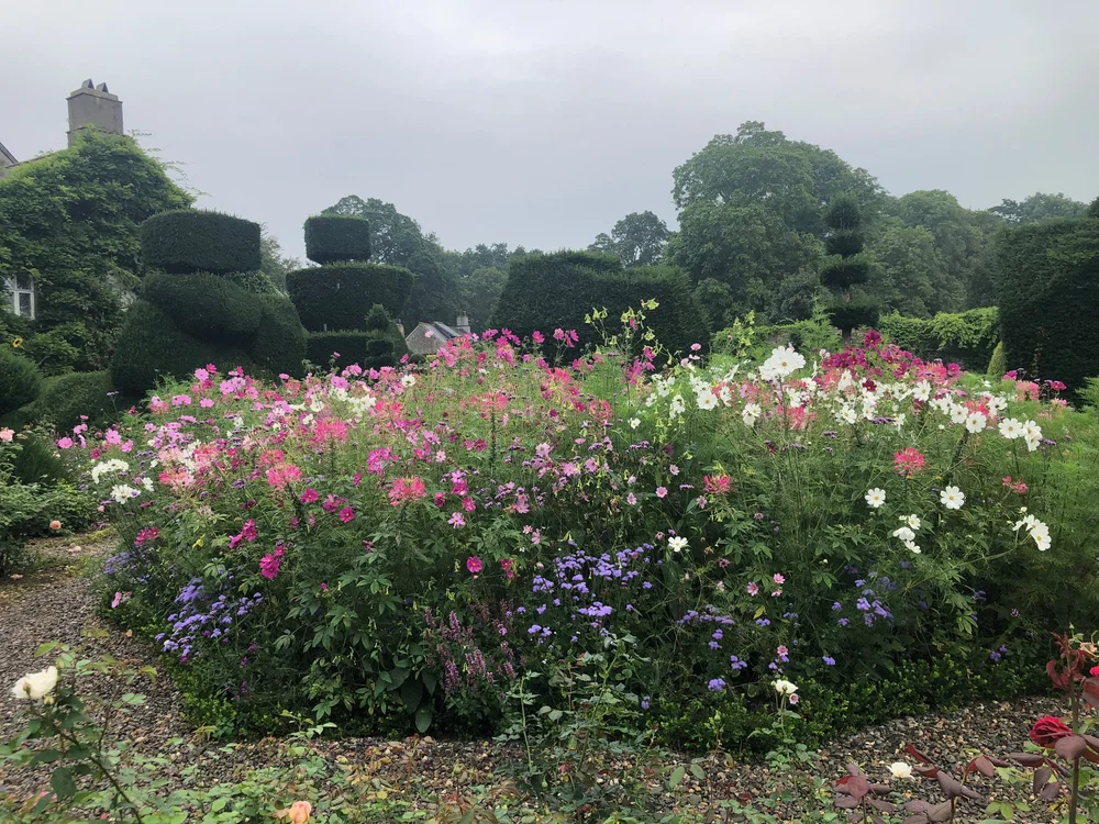 cosmos, salvia, nicotiana, verbena, ageratum and cleome