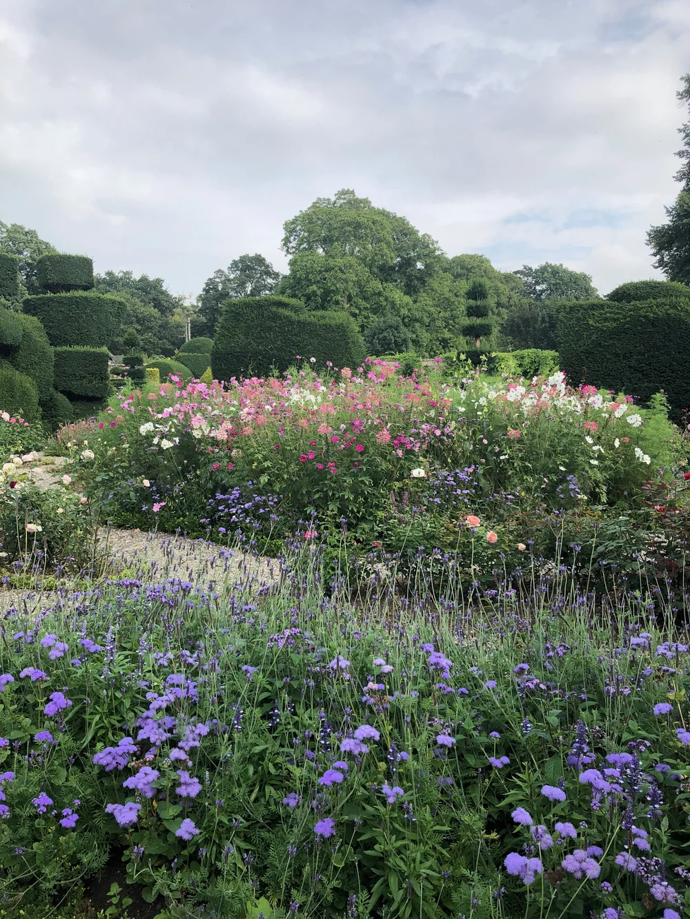 Cosmos, Cleome, Verbena etc. Levens Hall