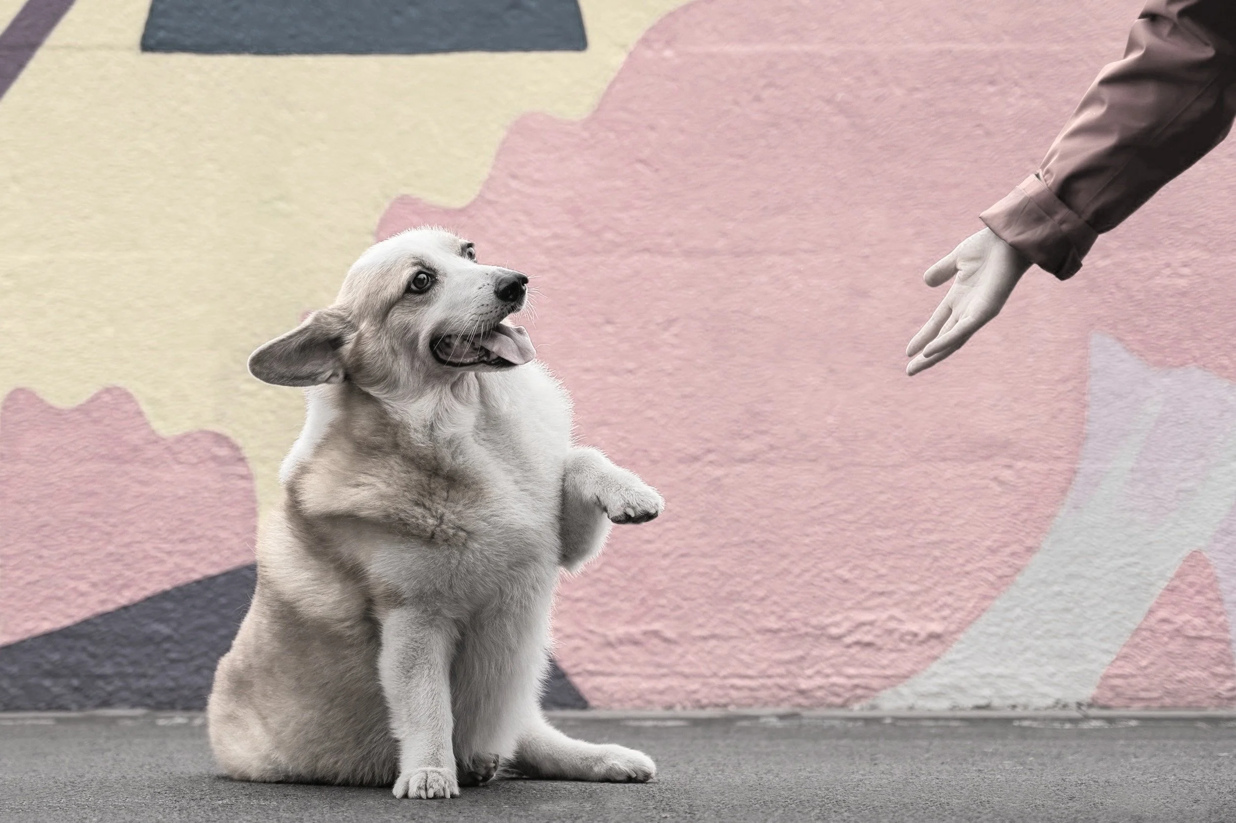 Old dogs, new challenges