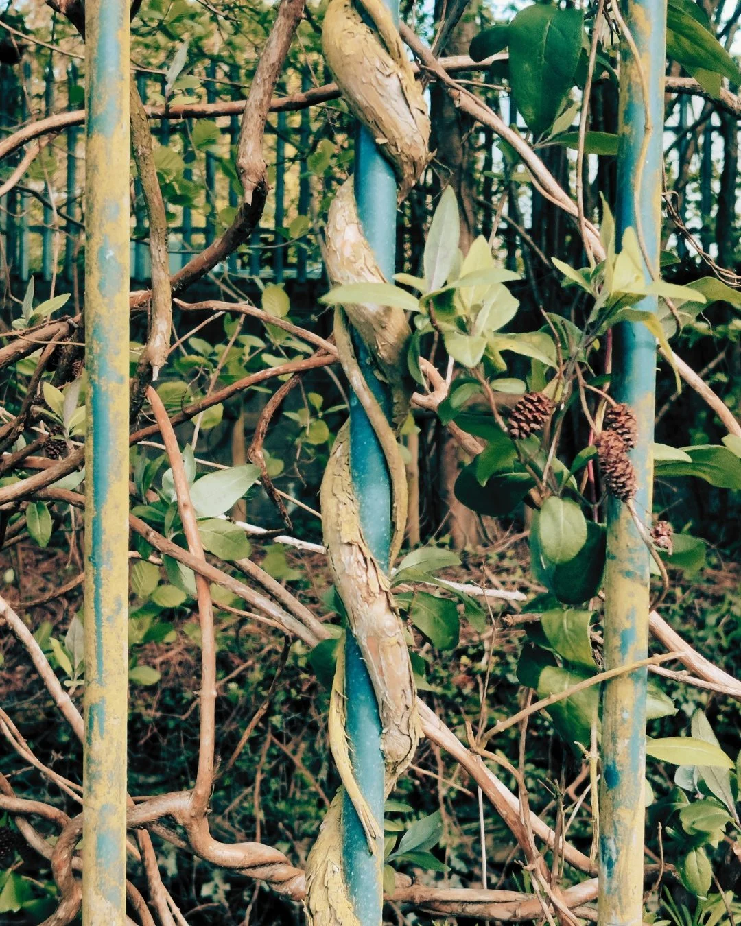 ivy fence.jpg