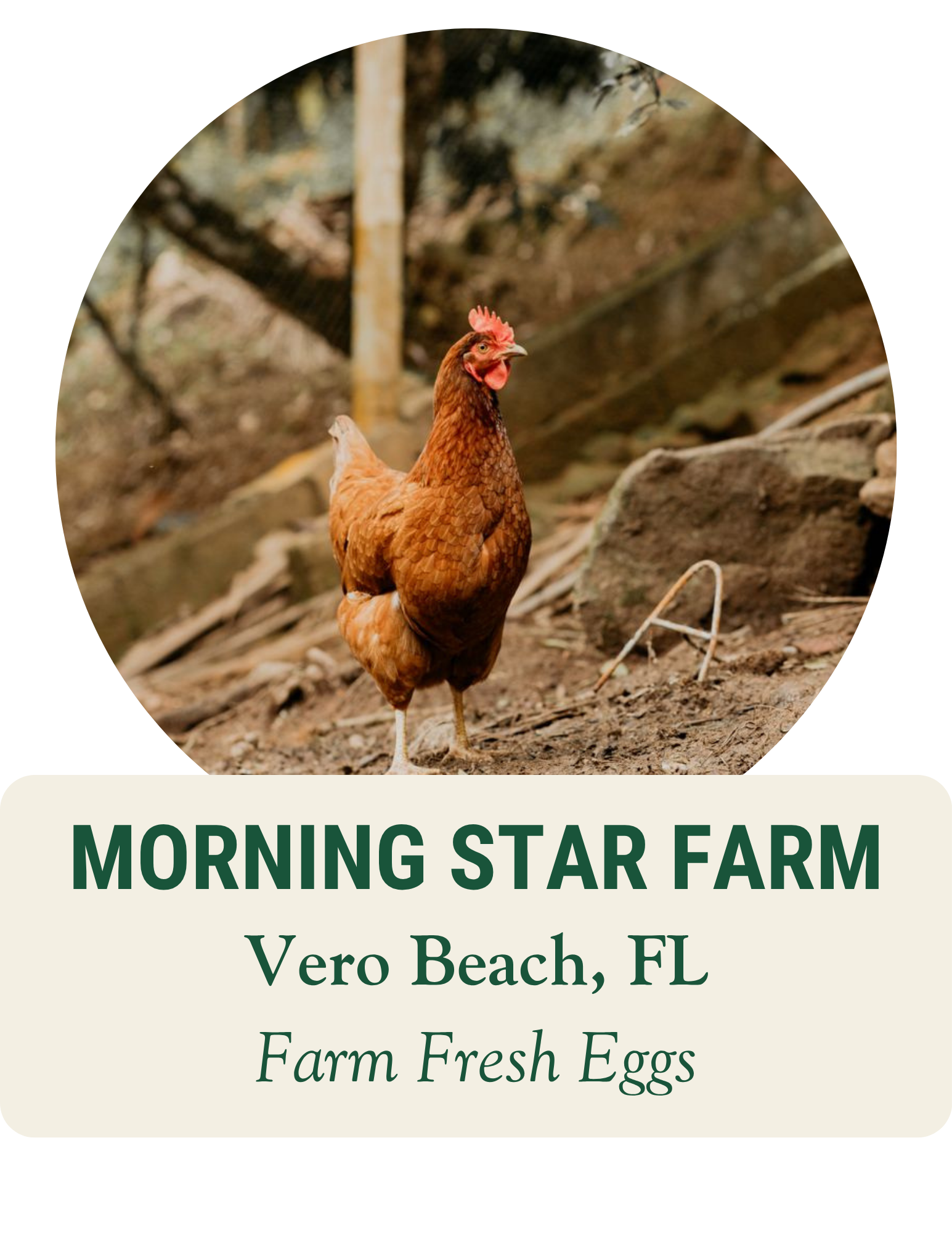 Brown hen standing on a dirt path. Morning Star Farm, Vero Beach, FL: farm fresh eggs.