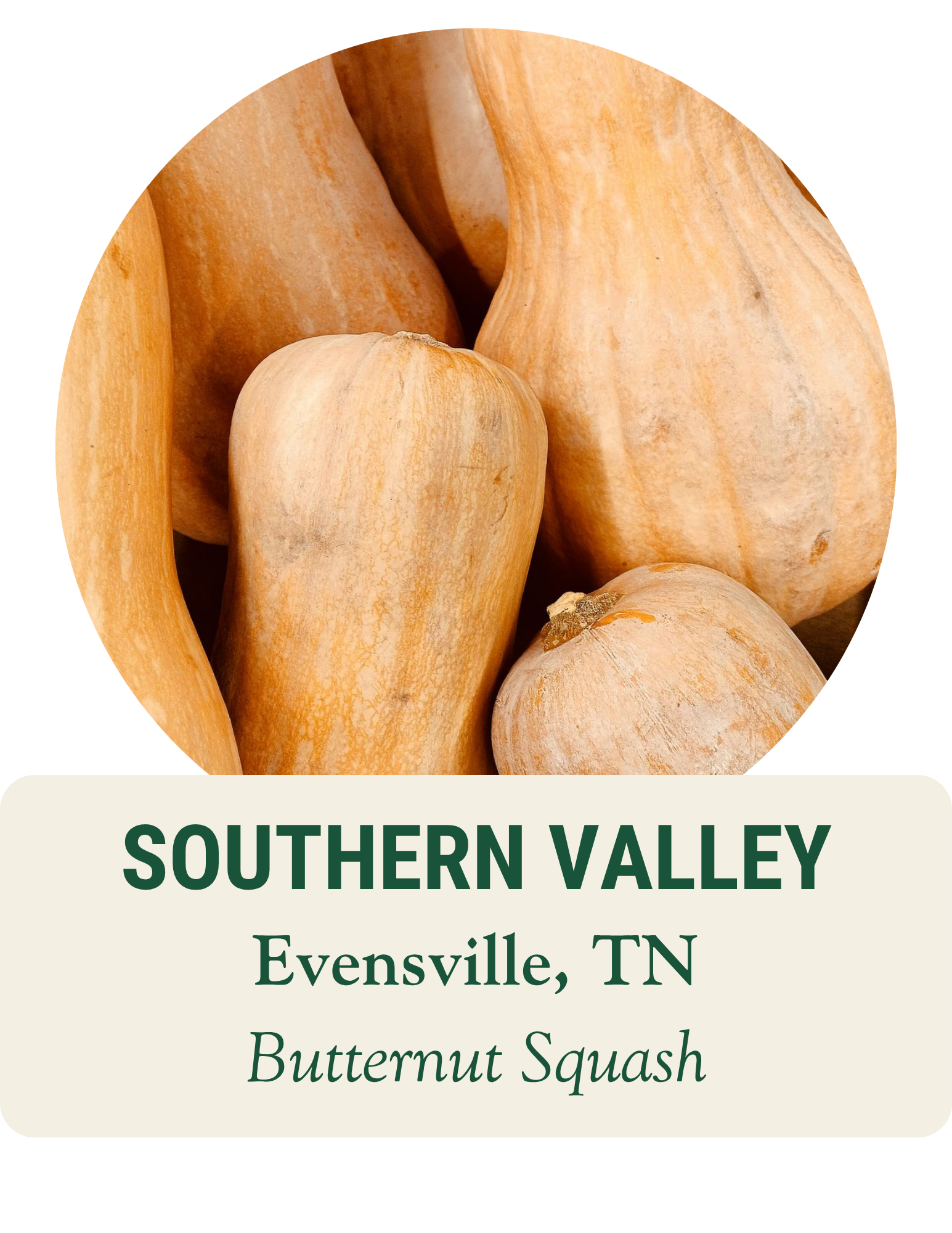 Close-up of butternut squash. Southern Valley, Evensville, TN: butternut squash.