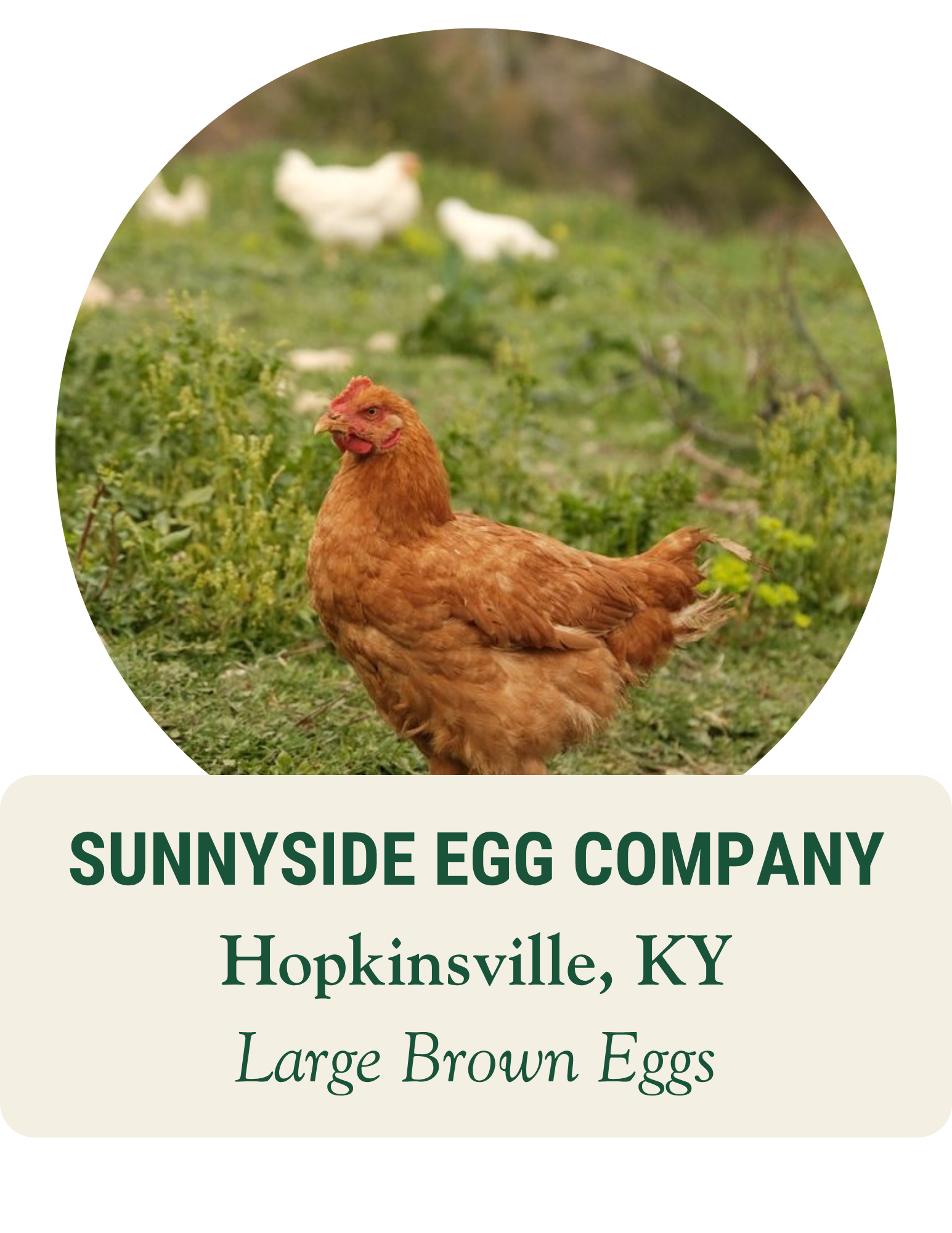 Brown hen in a grassy pasture with more hens behind. SunnySide Egg Company, Hopkinsville, KY: large brown eggs.