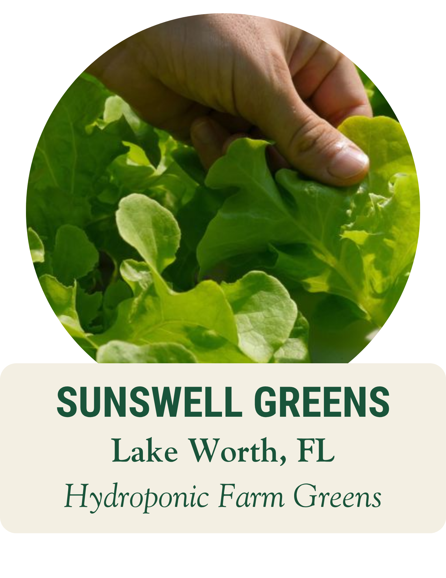 Hand holding fresh green lettuce leaves. Sunswell Greens, Lake Worth, FL: hydroponic farm greens.