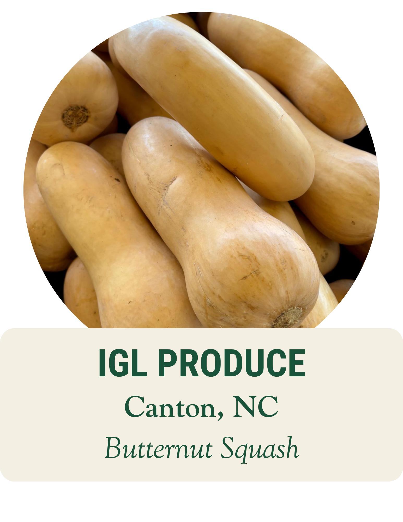Close-up of butternut squash. IGL Produce, Canton, NC: butternut squash.