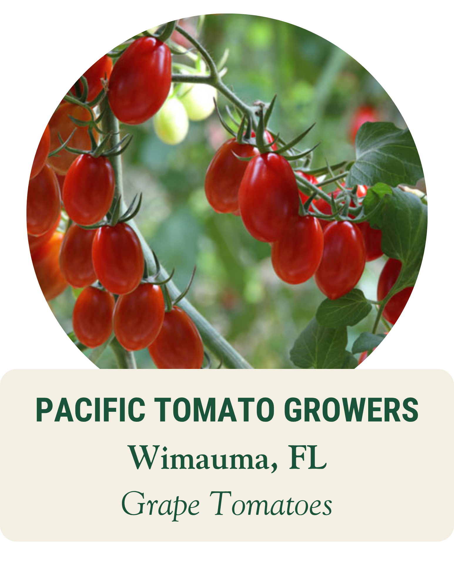 Clusters of red grape tomatoes on the vine. Pacific Tomato Growers, Wimauma, FL: grape tomatoes.