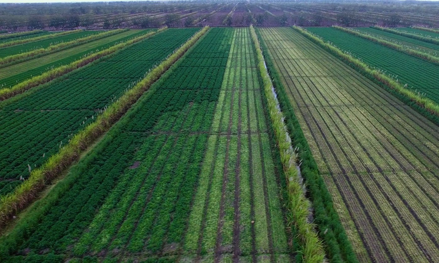 C&B Farms Naked Farmer Vegetables Healthy Restaurants.jpeg
