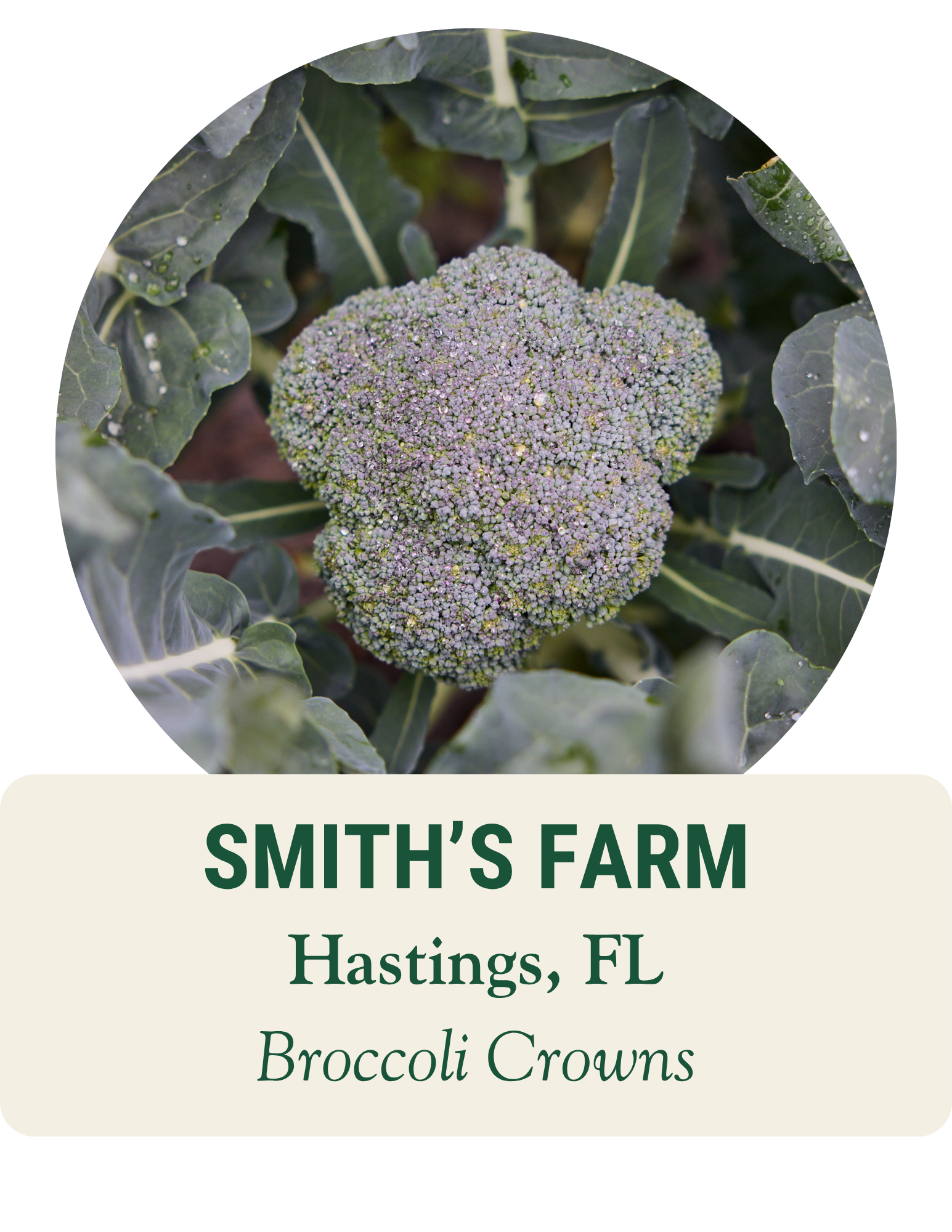 Head of broccoli growing among its leaves. Smith’s Farm, Hastings, FL: broccoli crowns.