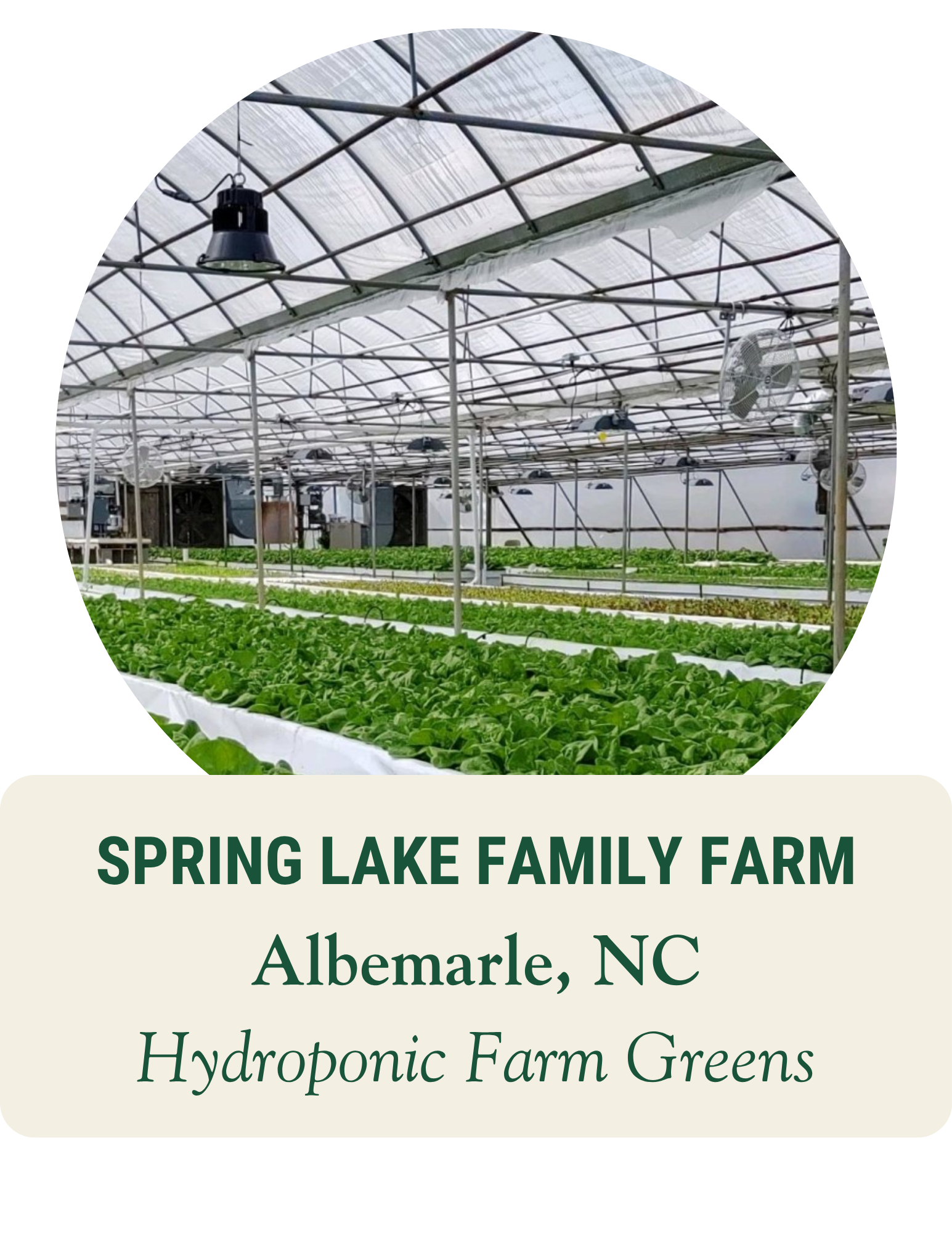 Rows of leafy greens in a hydroponic greenhouse. Spring Lake Family Farm, Albemarle, NC: hydroponic farm greens.
