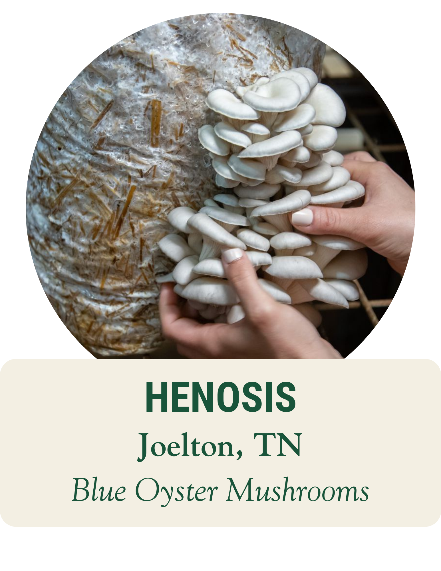 Hands harvesting a large cluster of oyster mushrooms from a grow bag. Henosis, Joelton, TN: blue oyster mushrooms.