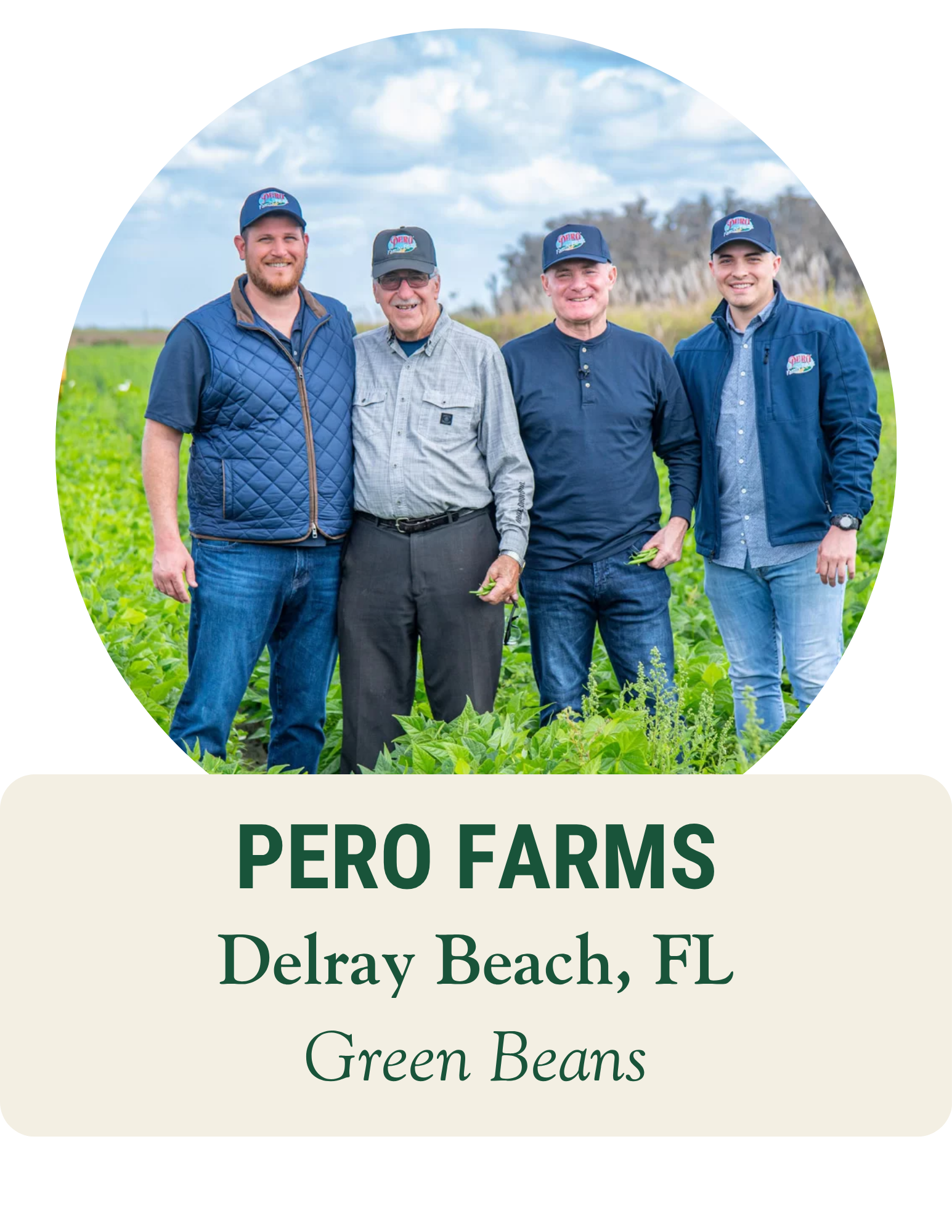 Four farmers in caps standing in a green bean field. Pero Farms, Delray Beach, FL: green beans.