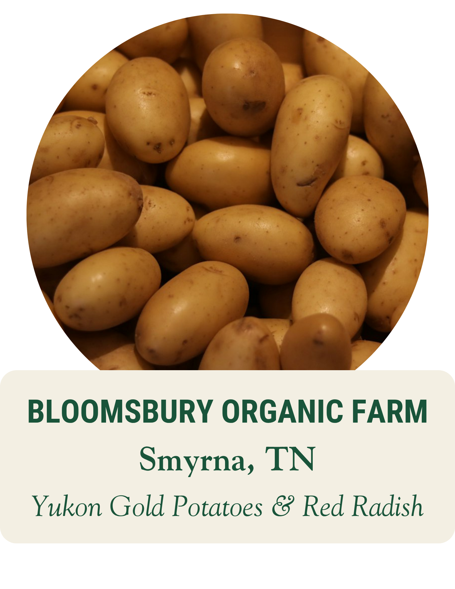 Pile of golden potatoes. Bloomsbury Organic Farm, Smyrna, TN: Yukon Gold potatoes and red radish.