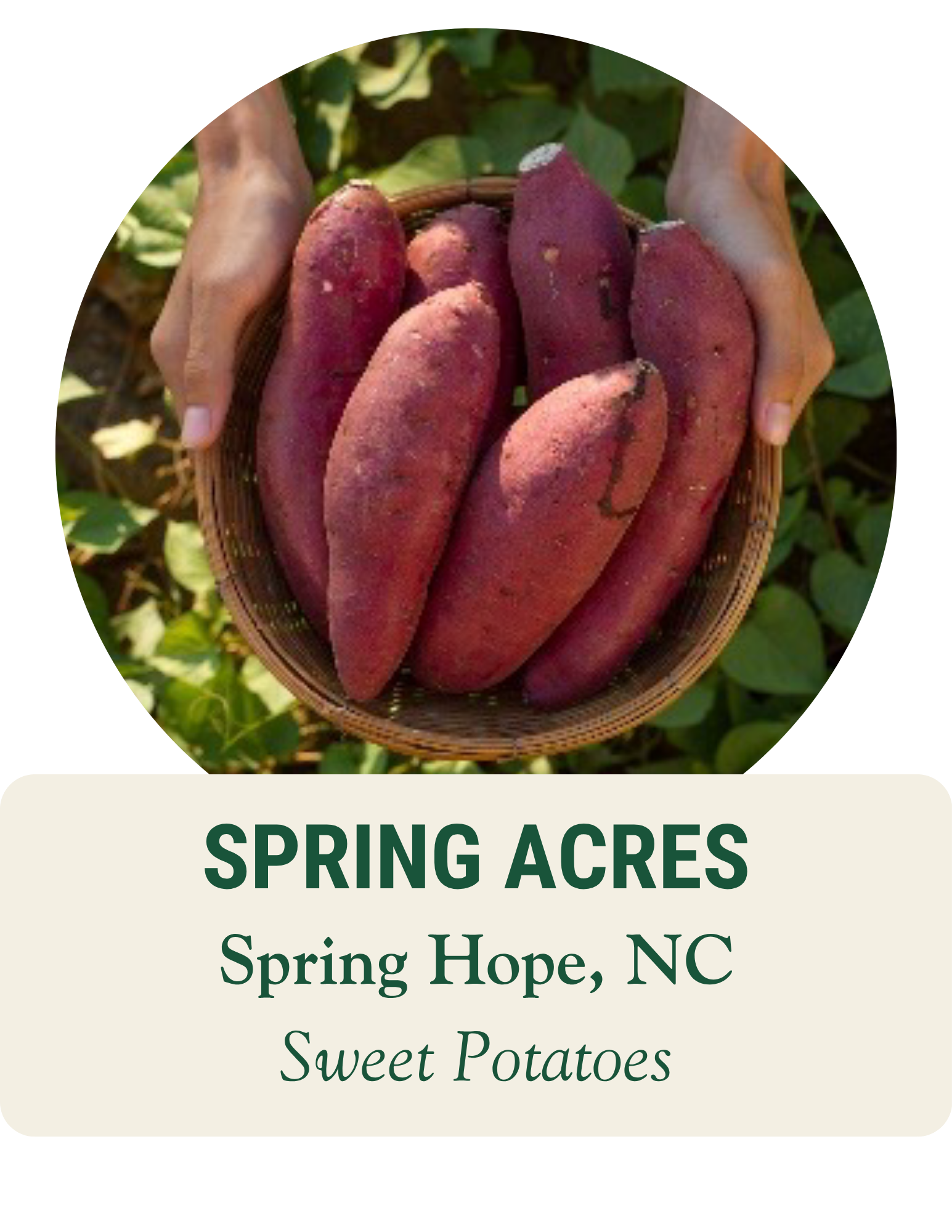 Hands holding a basket of sweet potatoes over leafy vines. Spring Acres, Spring Hope, NC: sweet potatoes.