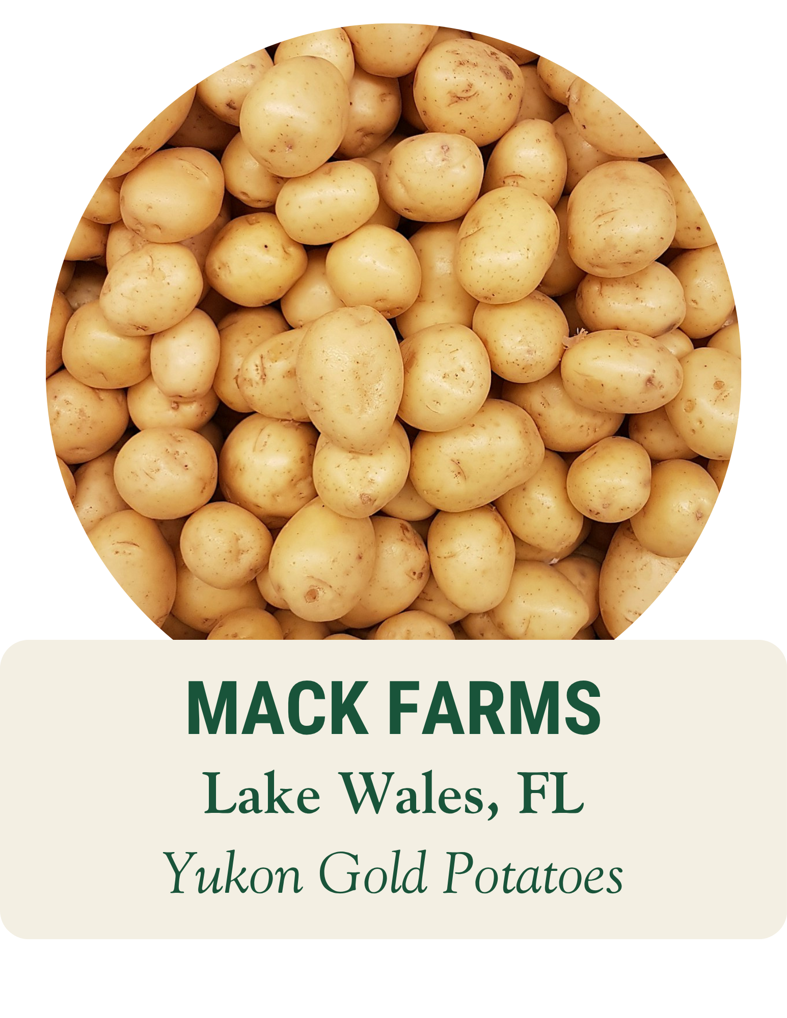 Pile of yellow potatoes. Mack Farms, Lake Wales, FL: Yukon Gold potatoes.