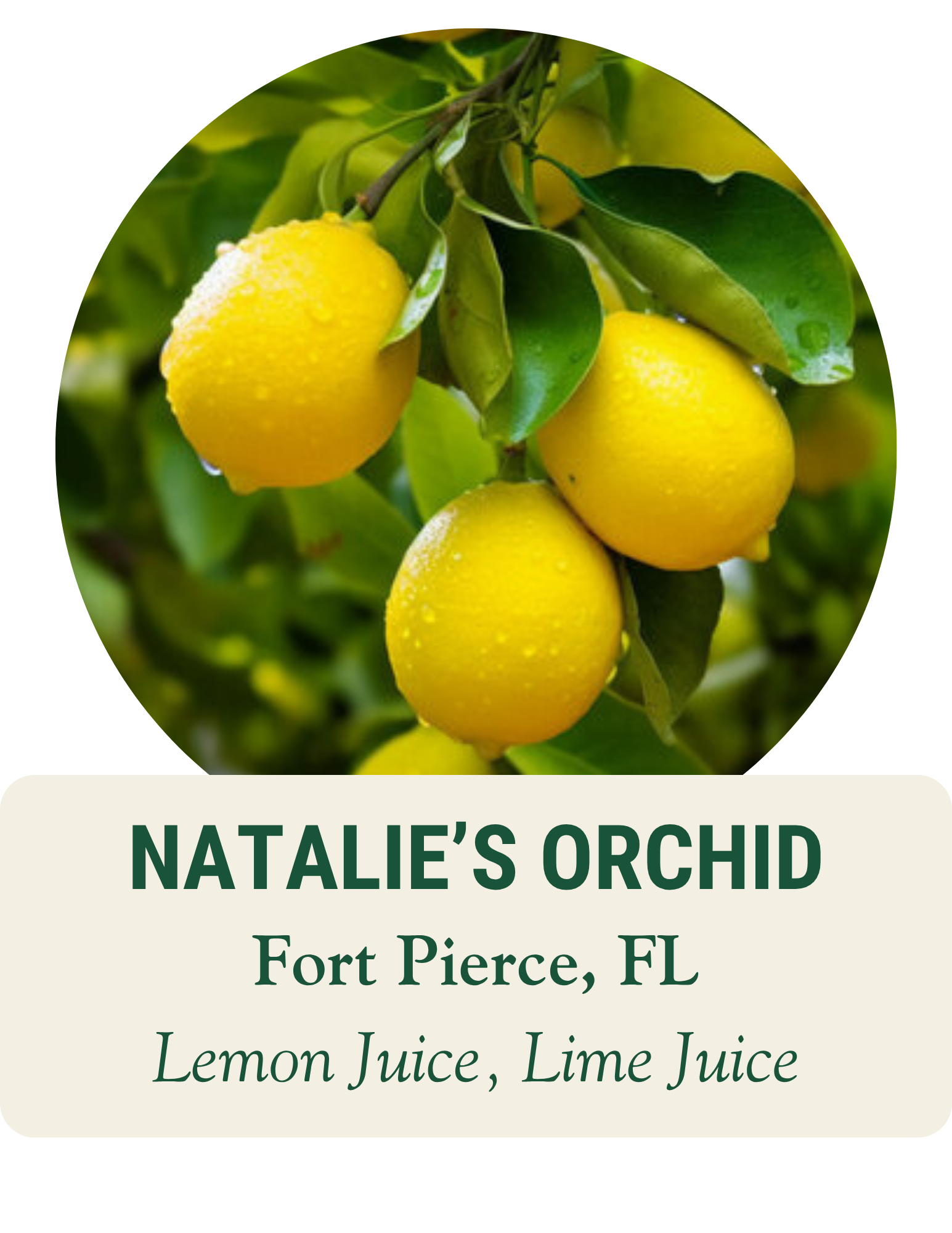 Close-up photo of yellow lemons hanging on a lemon tree with green leaves, Natalie's Orchid.
