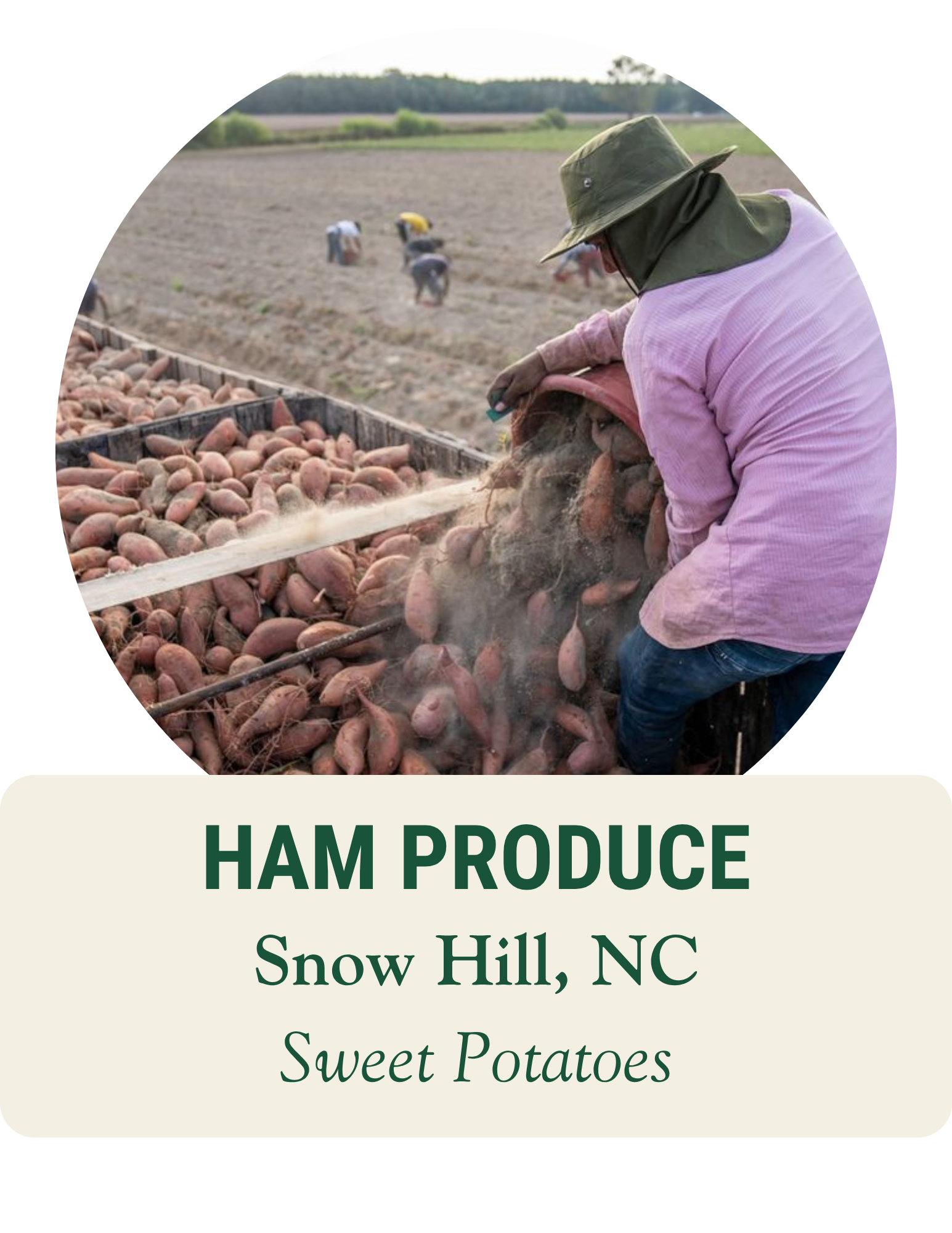 Farmworker loading freshly dug sweet potatoes into crates in a field. Ham Produce, Snow Hill, NC: sweet potatoes.
