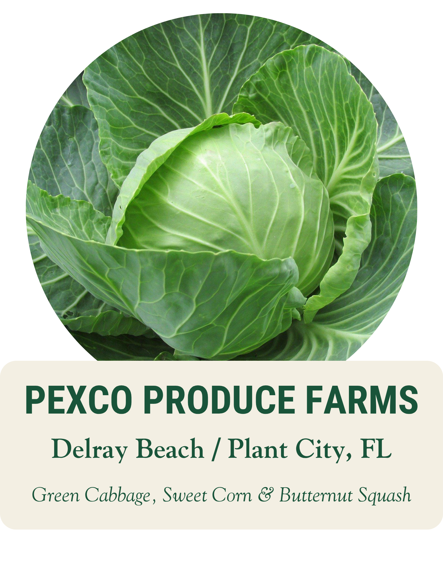 Head of green cabbage growing in the field. Pexco Produce Farms, Delray Beach and Plant City, FL: green cabbage, sweet corn and butternut squash.