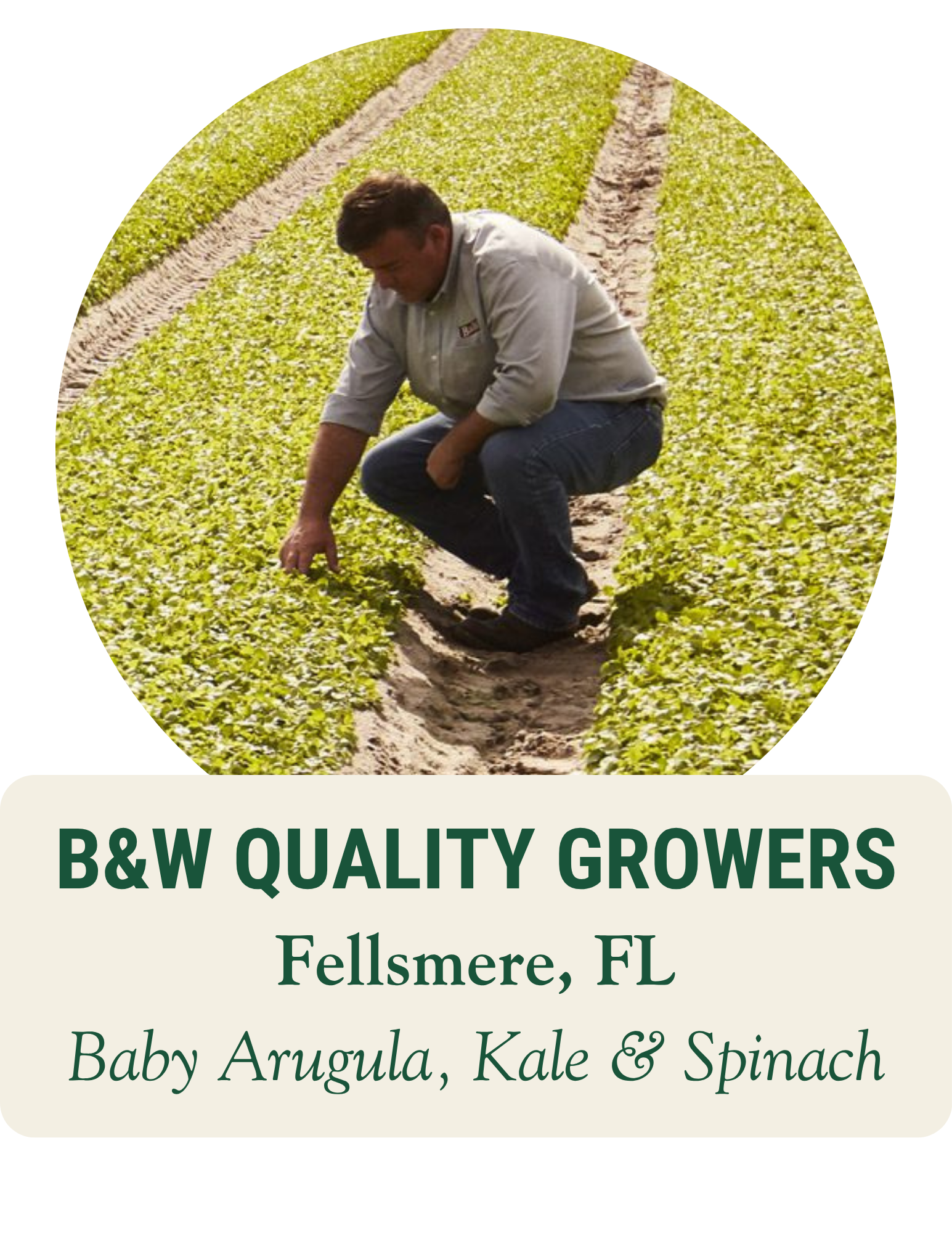 Farmer crouching to inspect rows of baby greens in a field. B&W Quality Growers, Fellsmere, FL: baby arugula, kale and spinach.