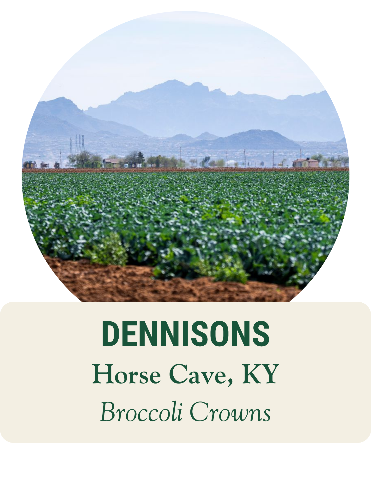 Rows of broccoli growing in a wide field. Dennisons, Horse Cave, KY: broccoli crowns.