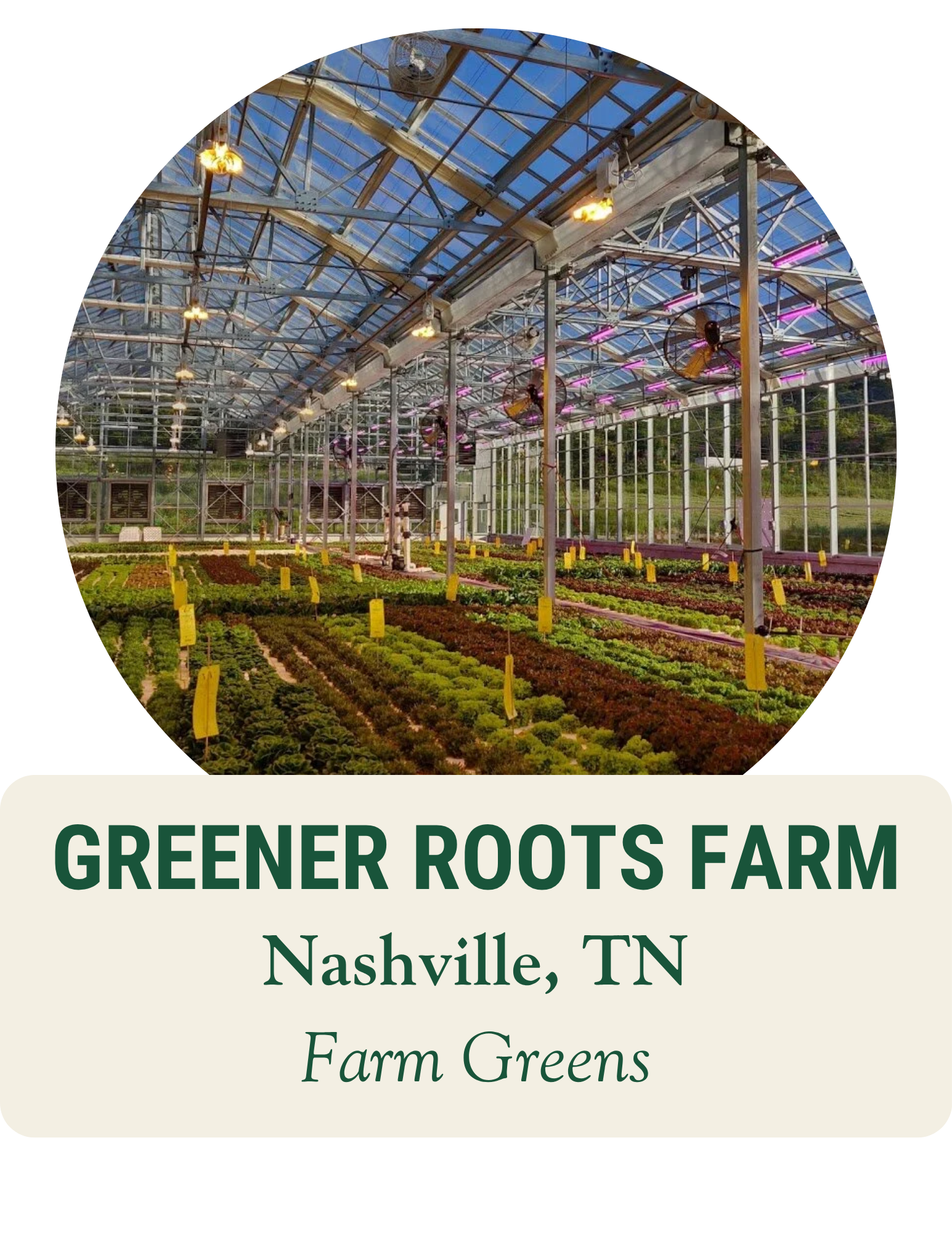 Rows of leafy lettuces growing inside a large greenhouse. Greener Roots Farm, Nashville, TN: farm greens.