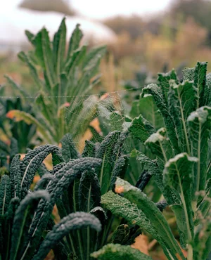 Our Mission | Naked Farmer's Locally-Sourced Food & Partners — Naked Farmer