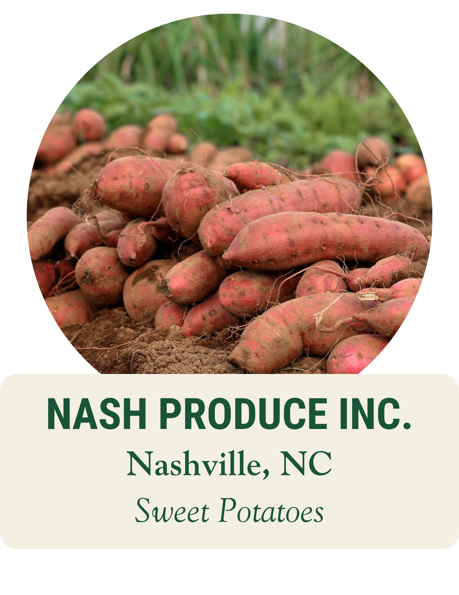 Freshly harvested sweet potatoes piled on the soil. Nash Produce Inc., Nashville, NC: sweet potatoes.