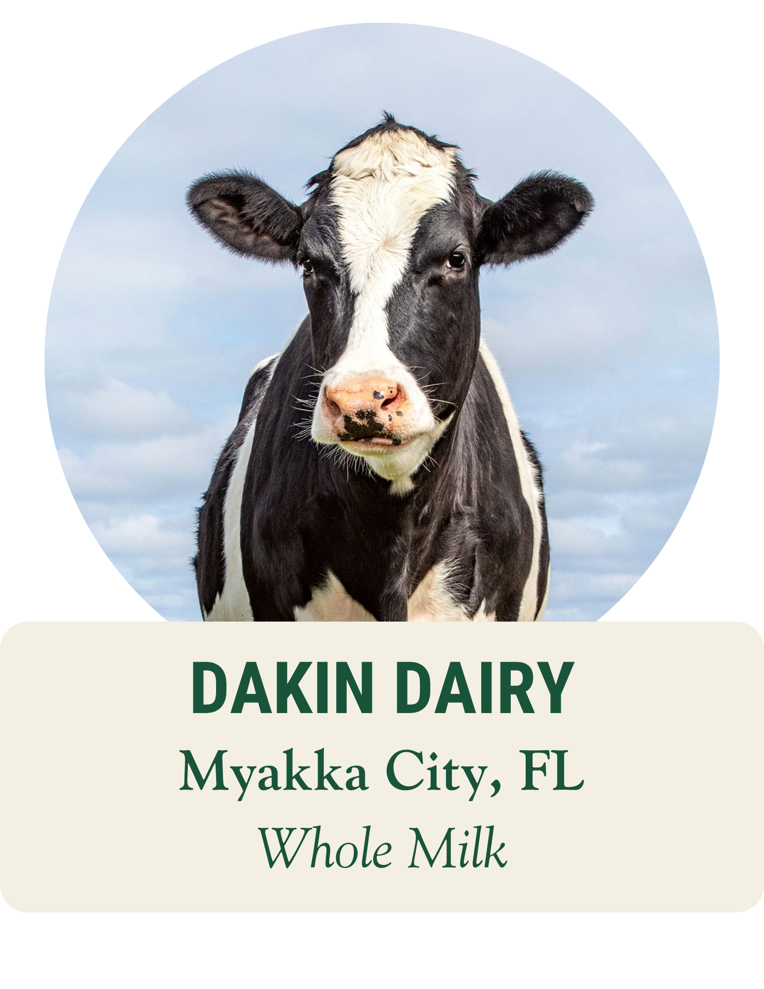 Black-and-white Holstein cow against a blue sky. Dakin Dairy, Myakka City, FL: whole milk.