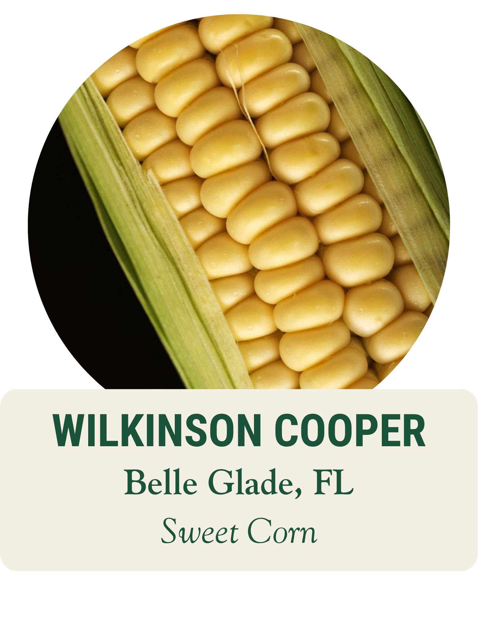 Close-up of an ear of yellow sweet corn in its husk. Wilkinson Cooper, Belle Glade, FL: sweet corn.