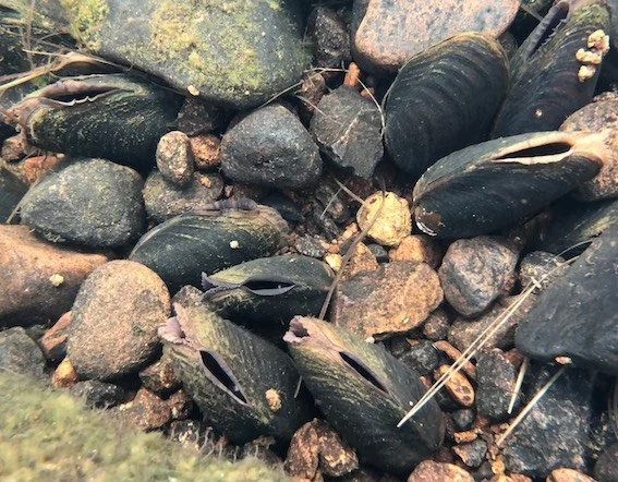 Cluster of mussels on rocks in a natural setting.