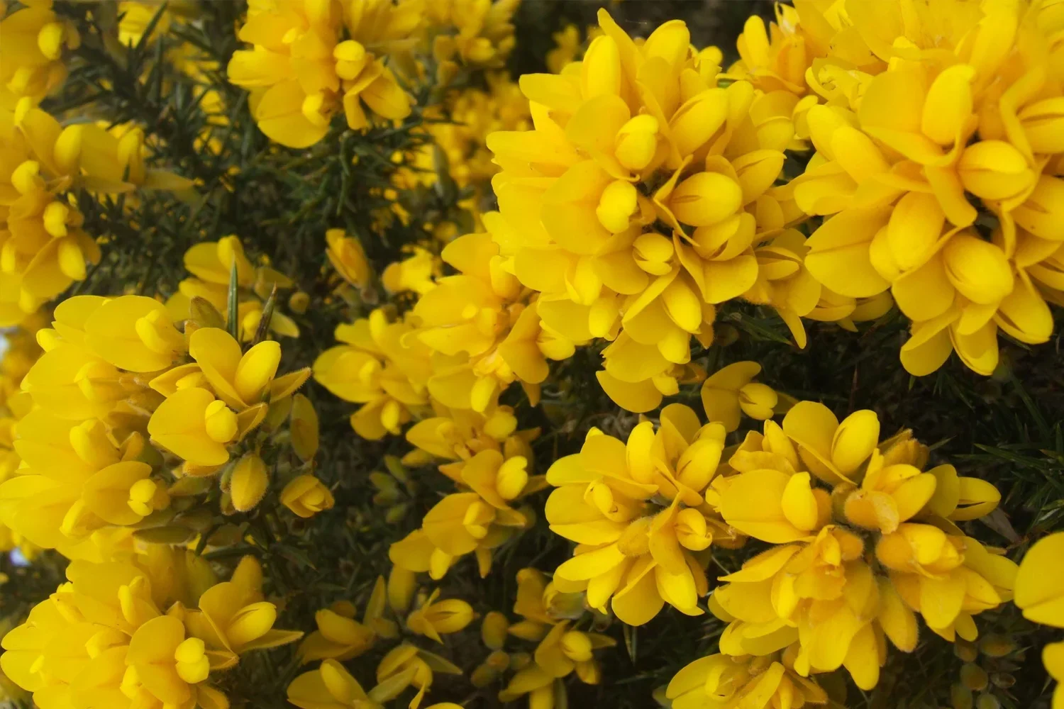 gorse.webp