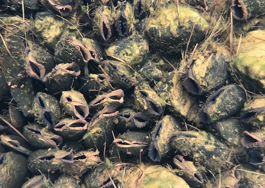 Pearl Mussel Project - World Wetlands Day